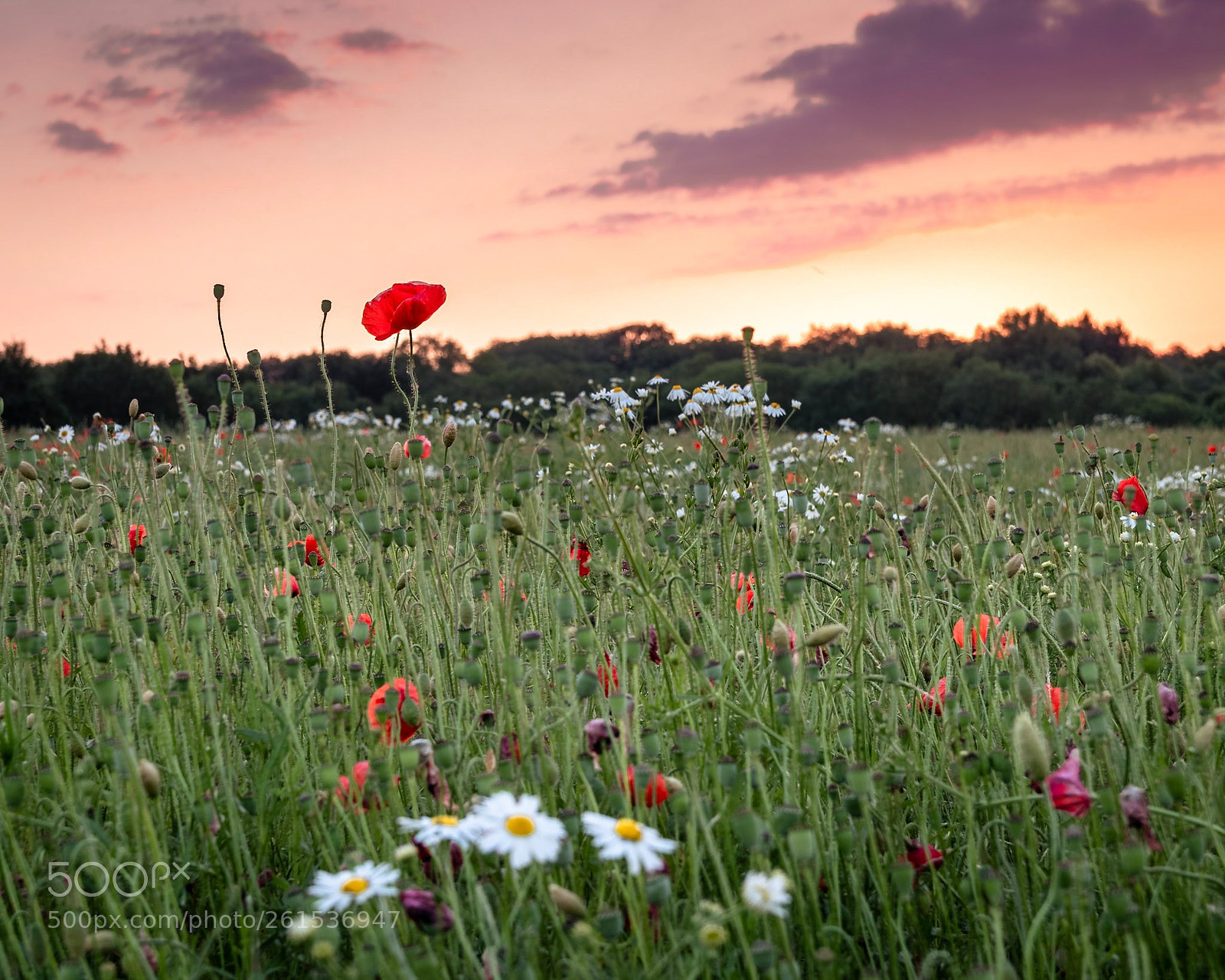 Canon EOS 77D (EOS 9000D / EOS 770D) sample photo. Sonnenuntergang am mohn photography