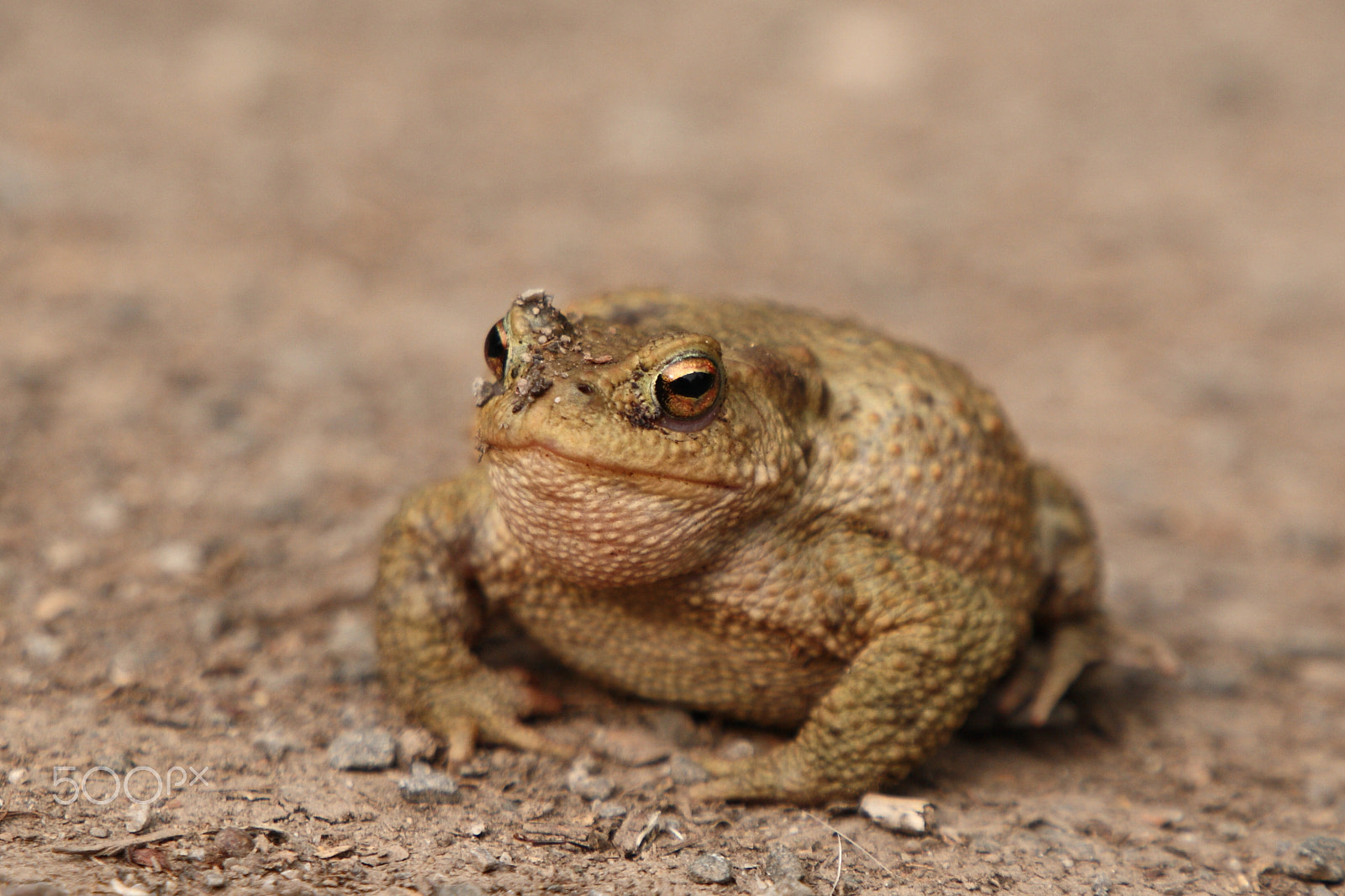 Canon EOS 5D sample photo. Common toad photography