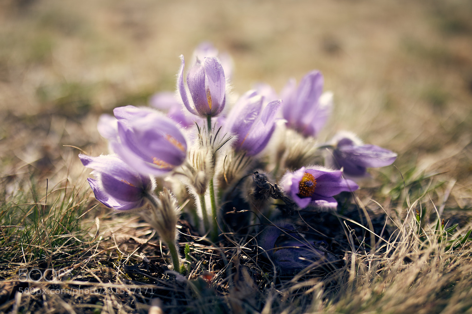 Canon EOS 6D sample photo. Pulsatilla color photography