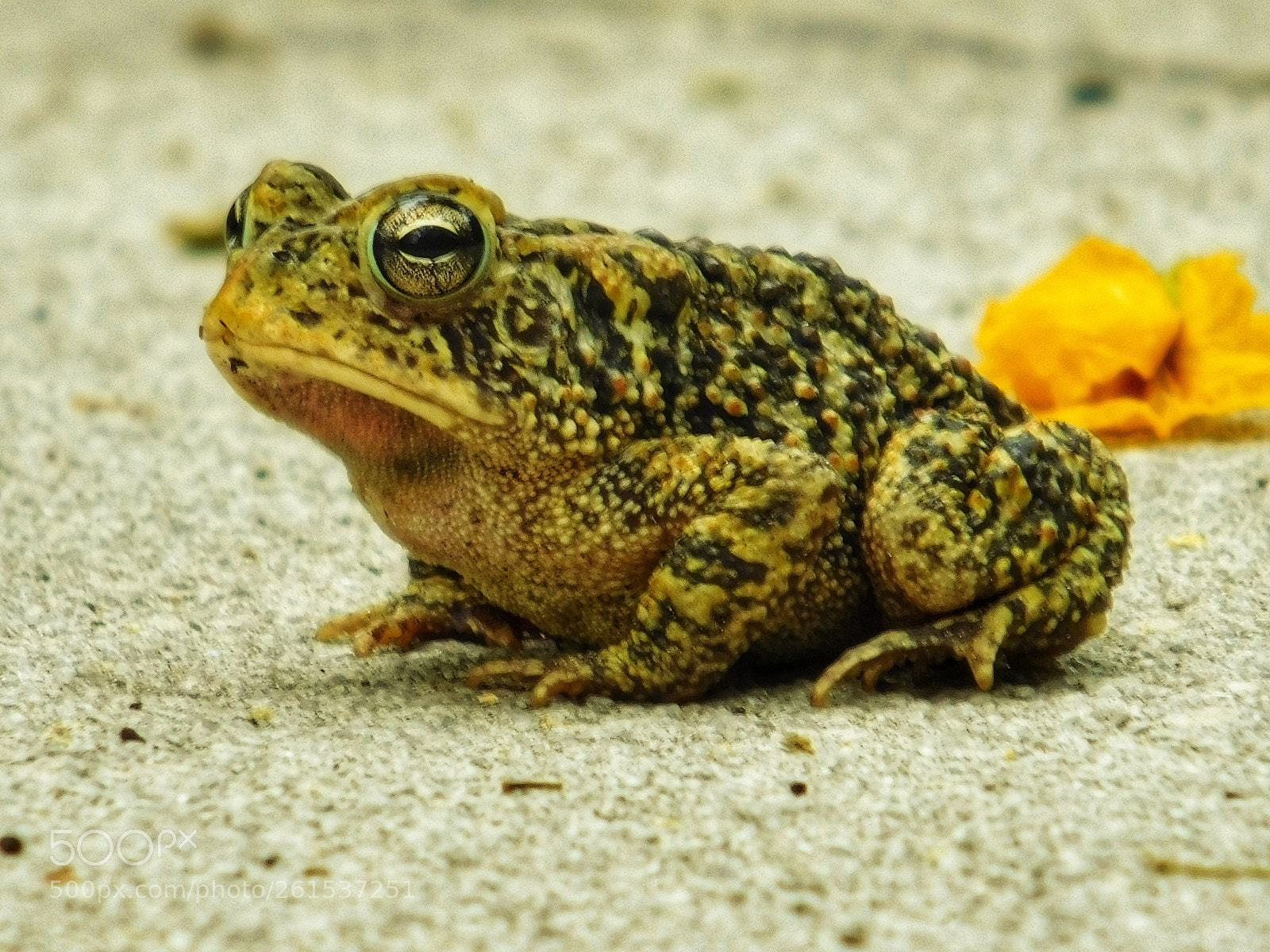 Nikon Coolpix L840 sample photo. That's mr. toad to photography