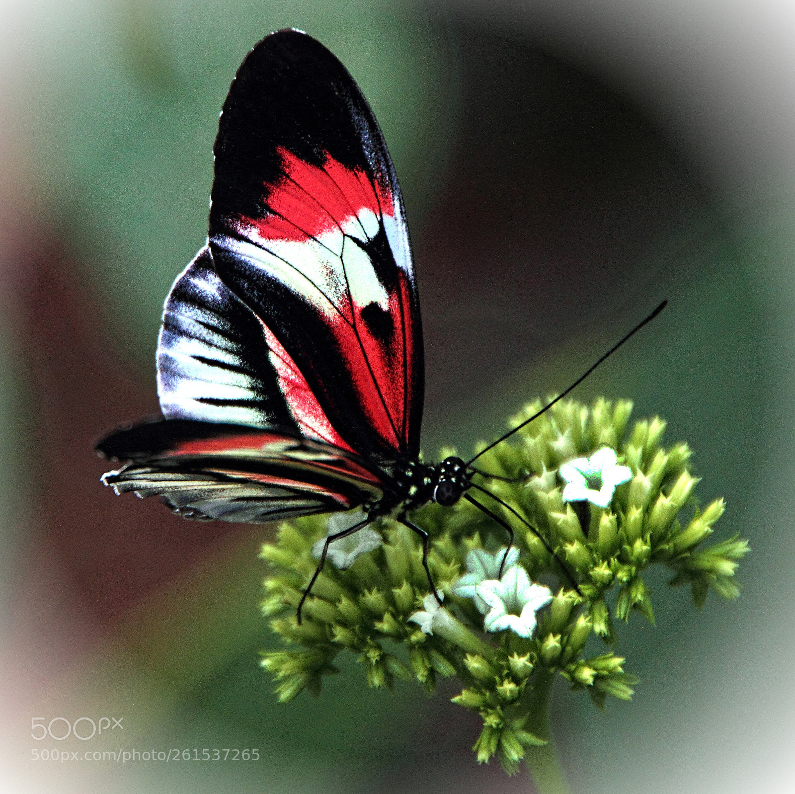 Canon EOS 7D sample photo. Red black and white photography