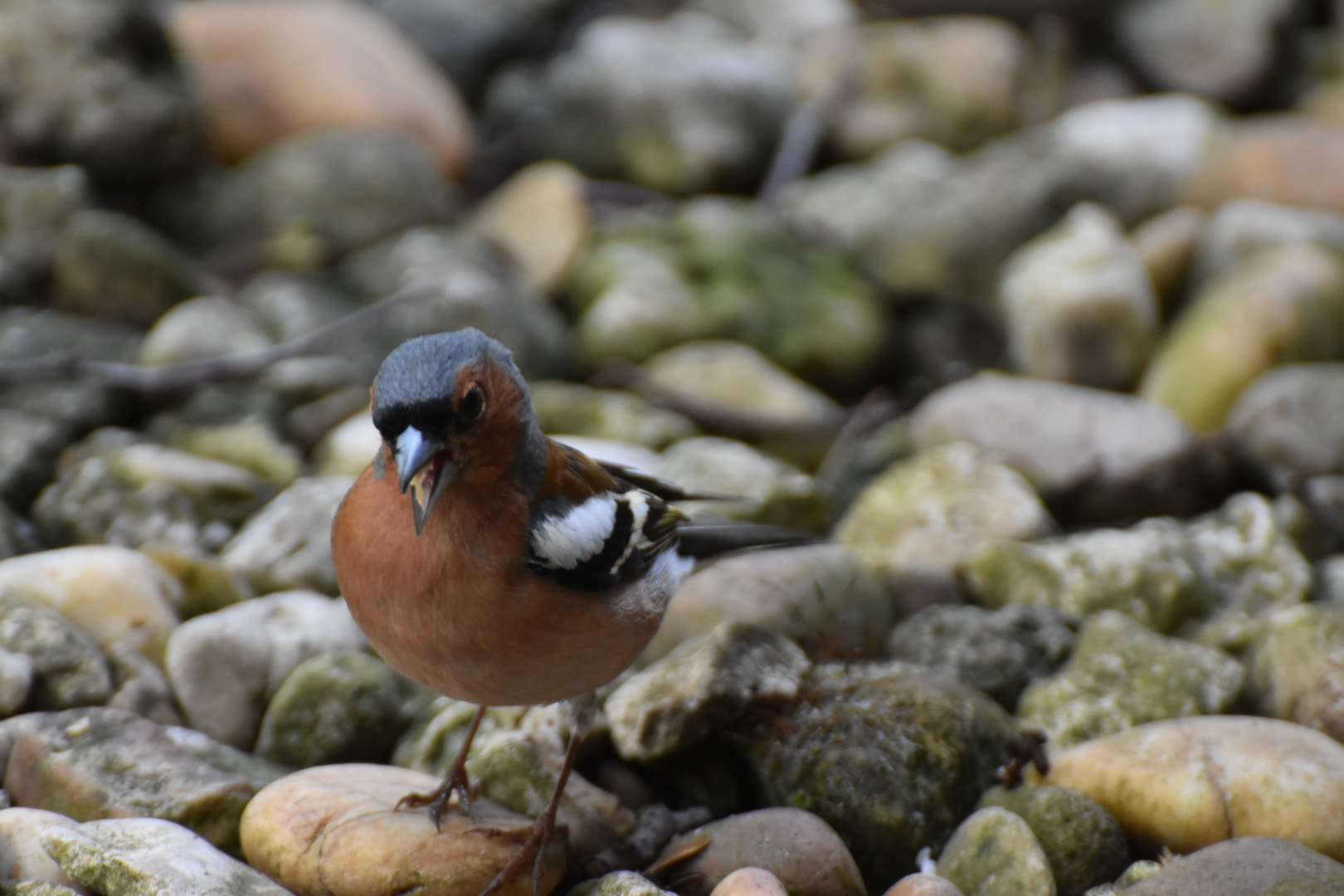 Nikon D5600 sample photo