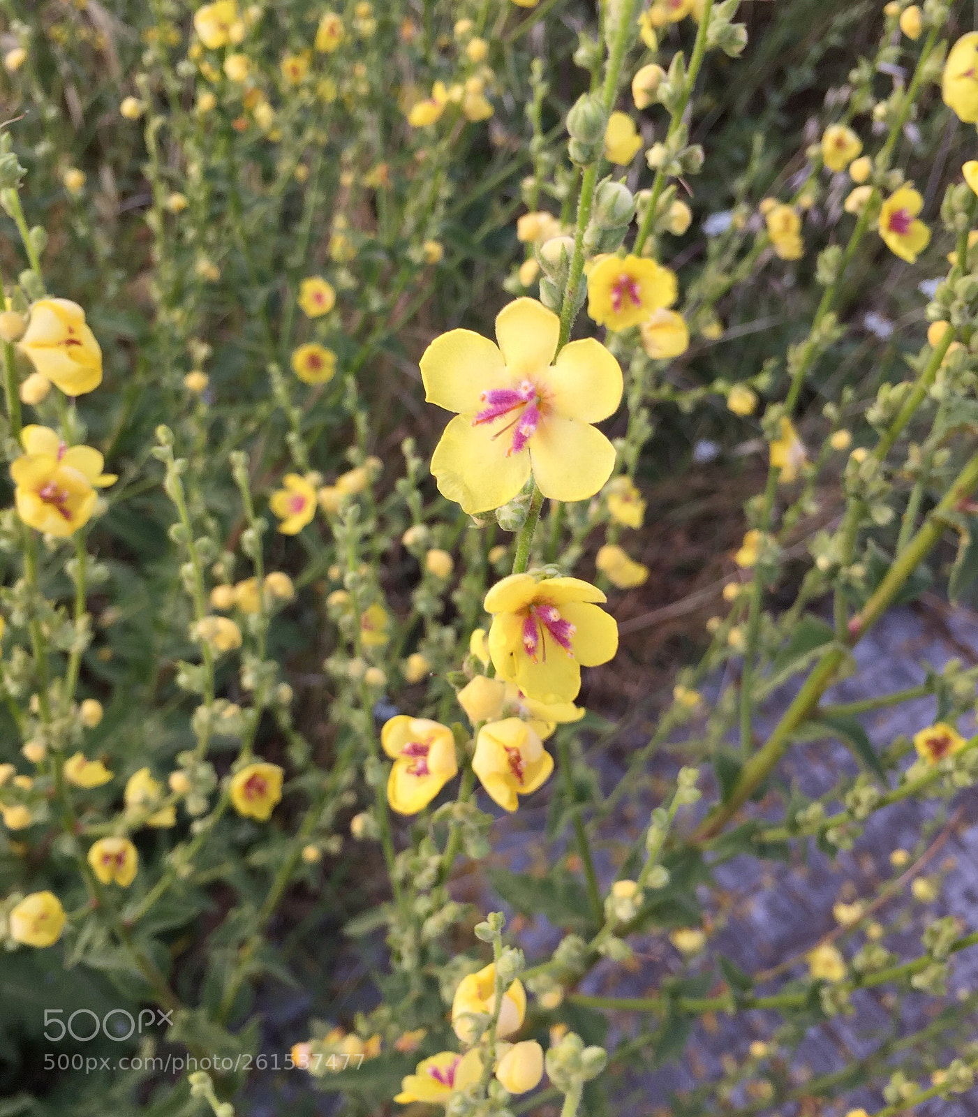 Apple iPhone 6 sample photo. Untitled photography
