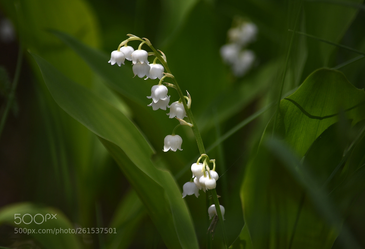 Nikon D3400 sample photo. Lily of the valley photography