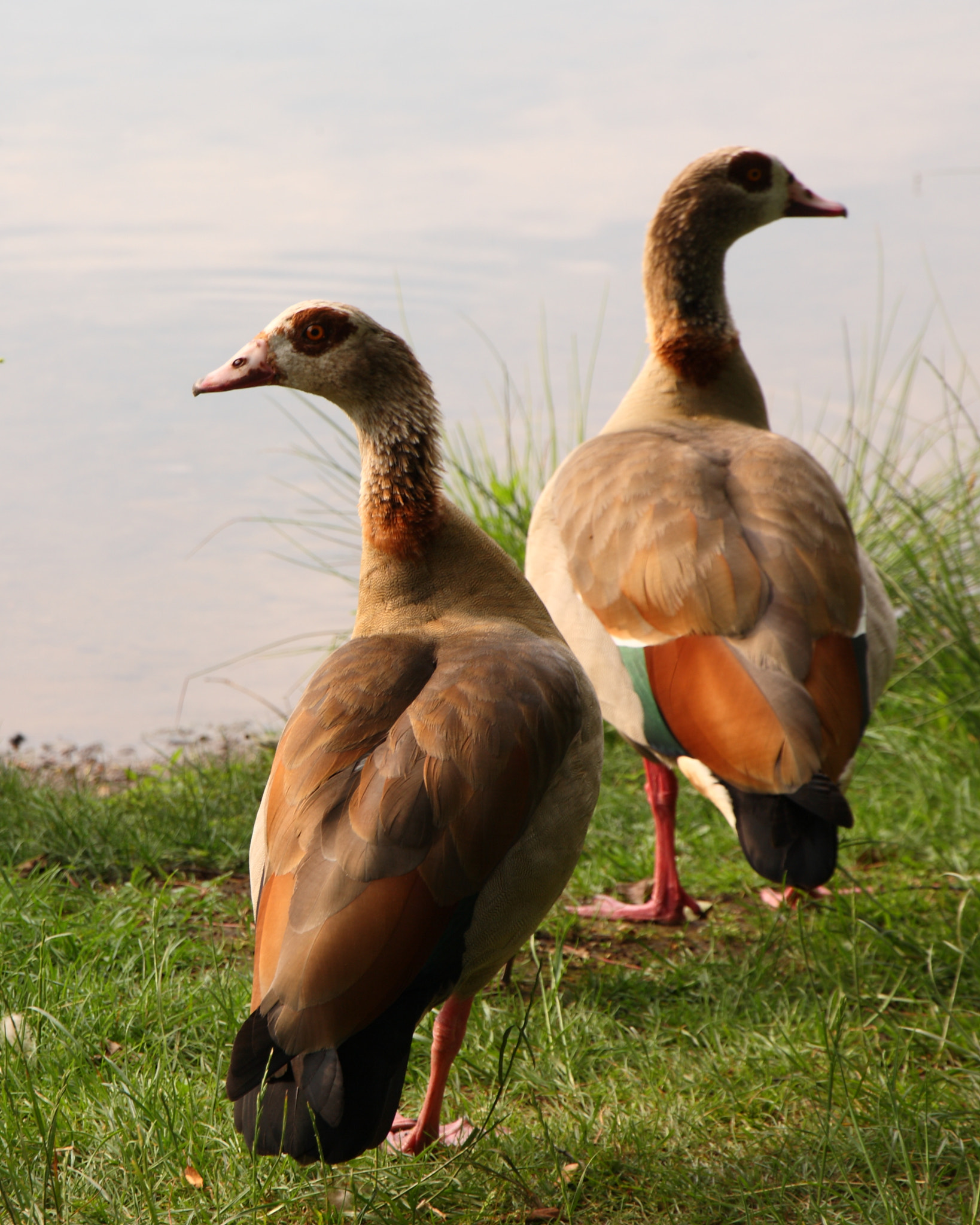 Canon EOS 5D sample photo. Egyptian goose photography