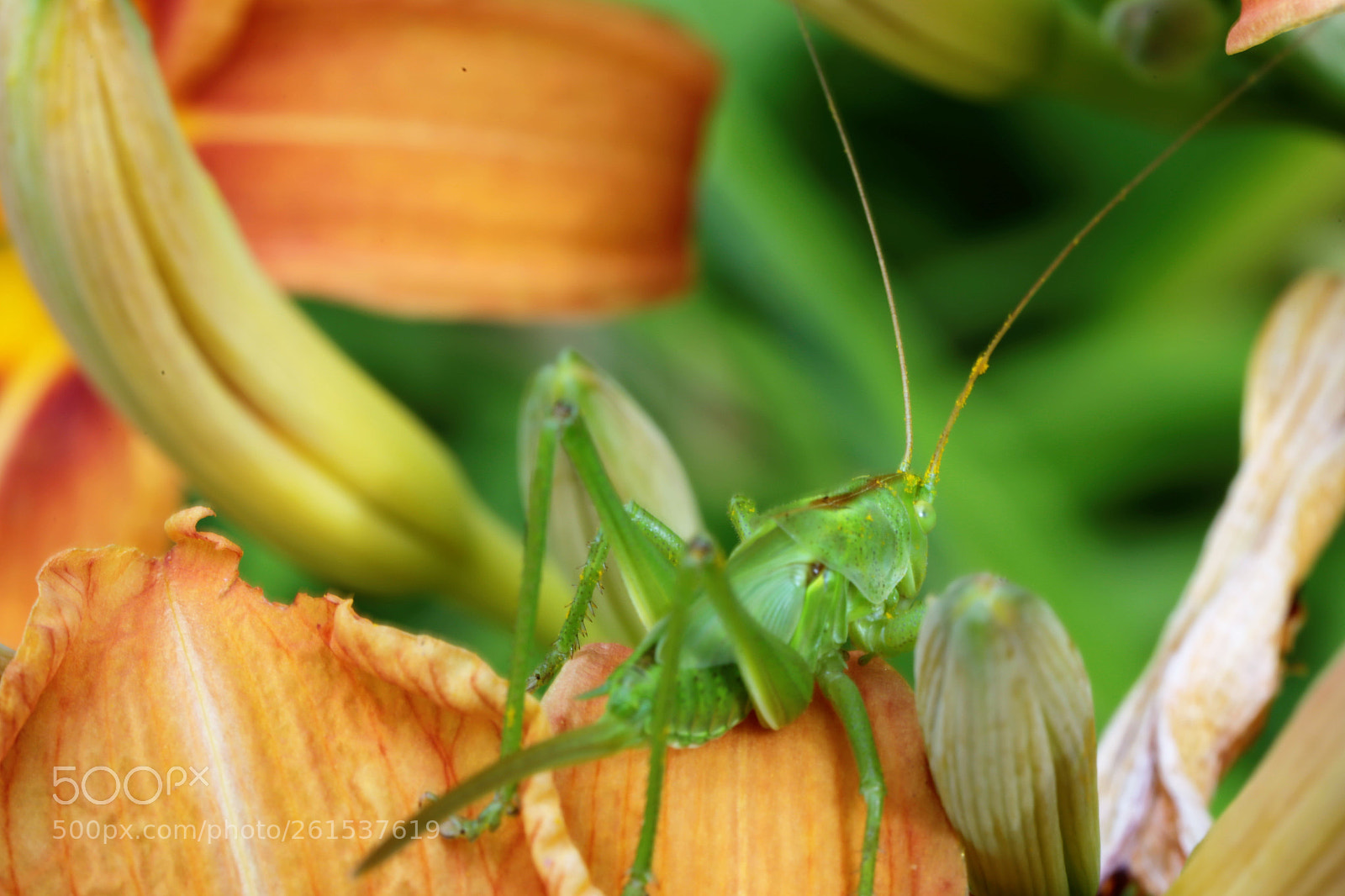 Canon EOS 6D sample photo. Visiting lily photography