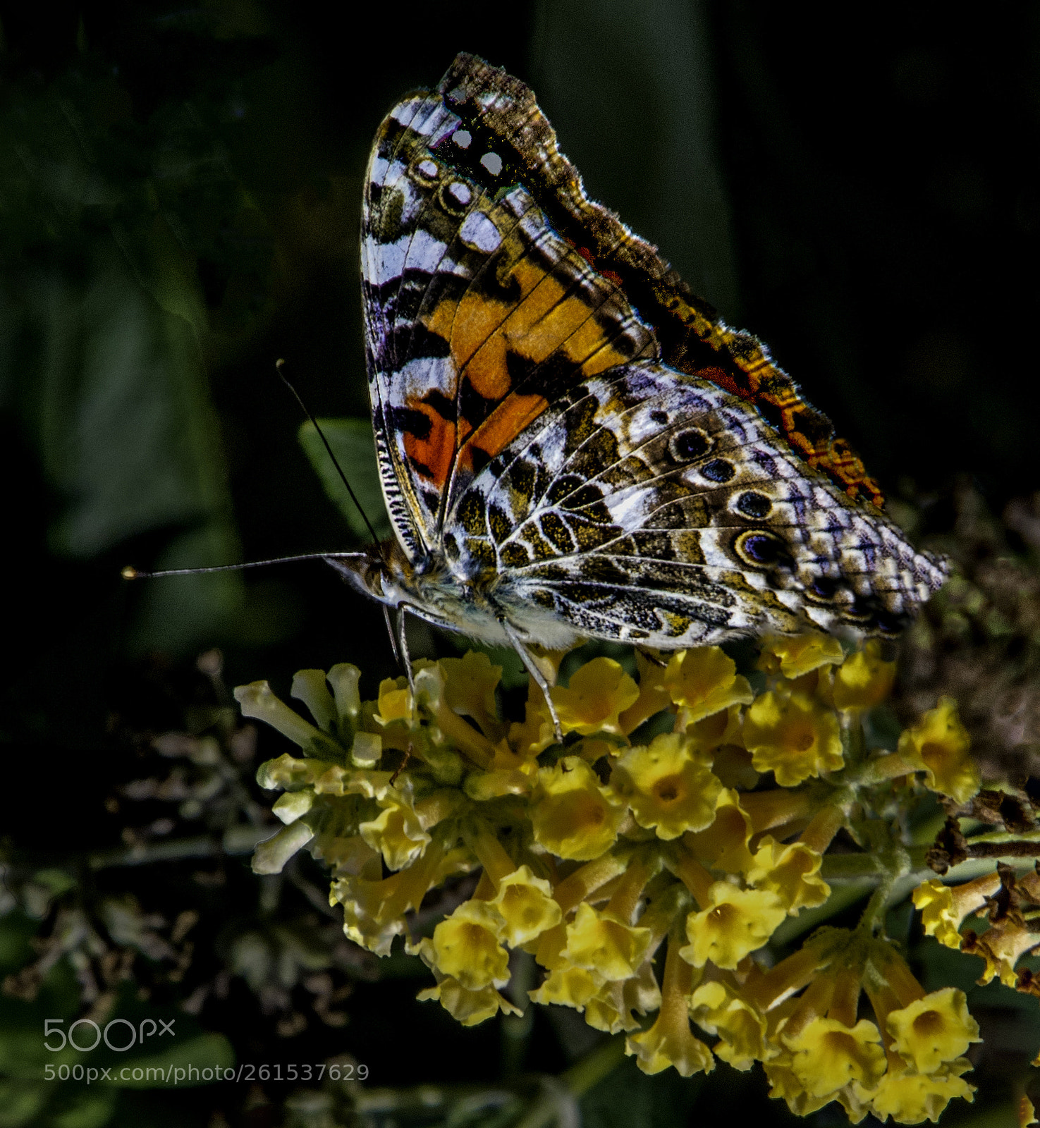 Canon EOS 5DS sample photo. Butterfly of many colors photography