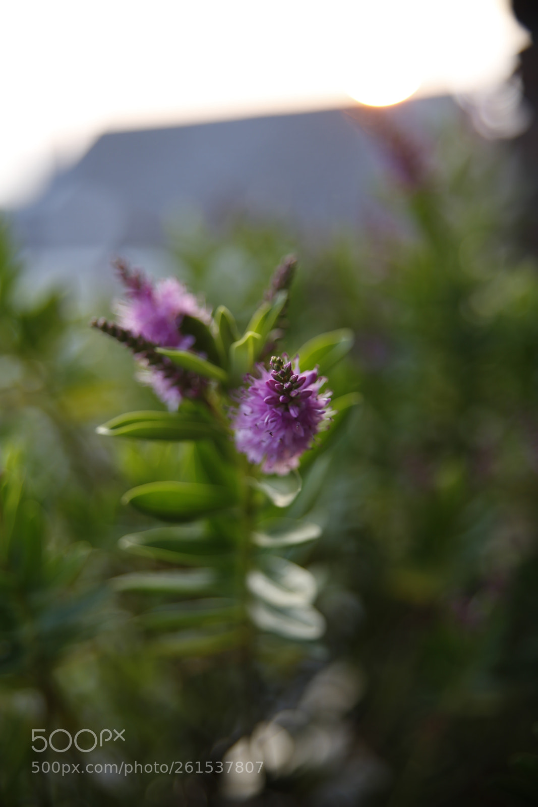 Canon EOS 6D sample photo. Purple flower photography
