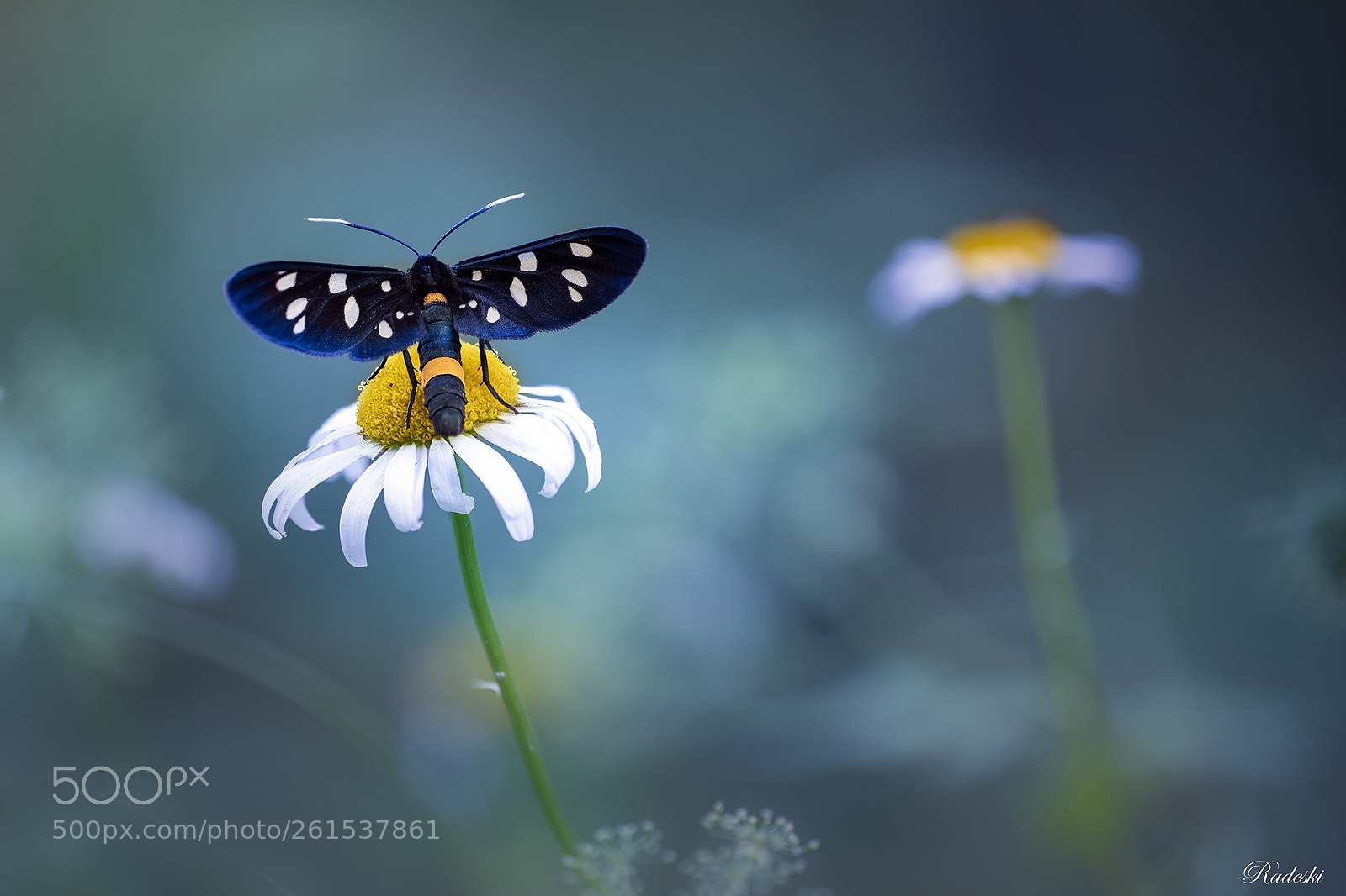 Nikon D850 sample photo. Il giardino delle fegee photography