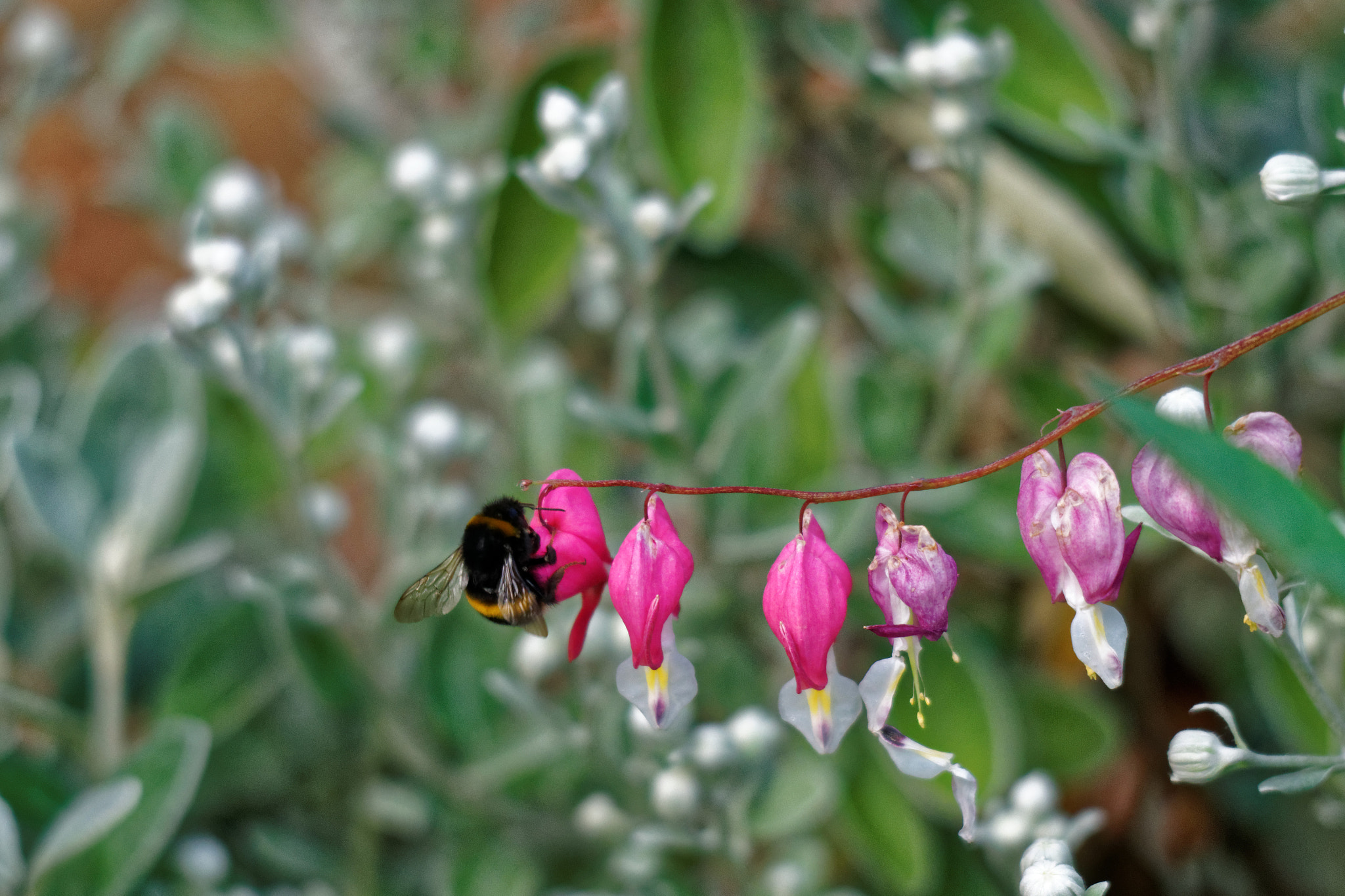 Sony a99 II sample photo. Love lies bleeding photography