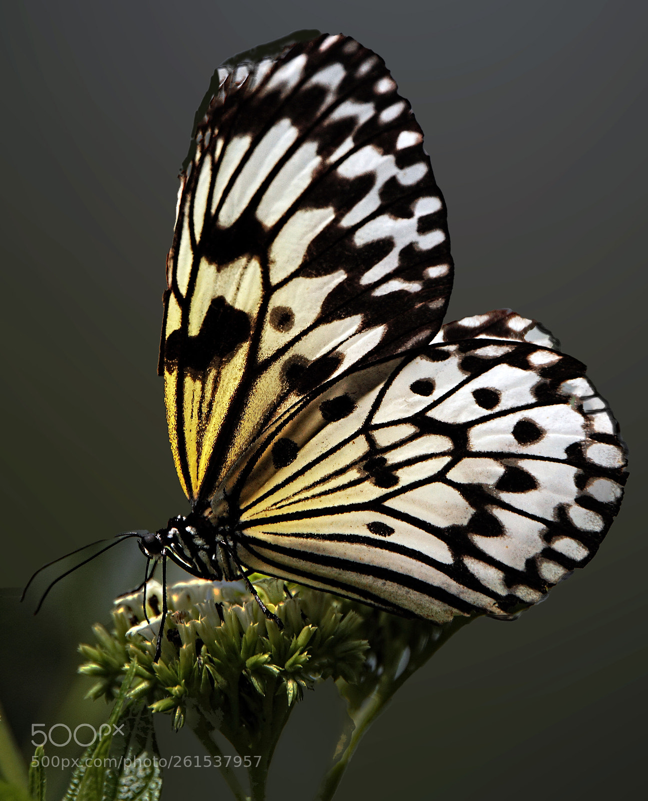 Canon EOS 7D sample photo. Black and white butterfly photography