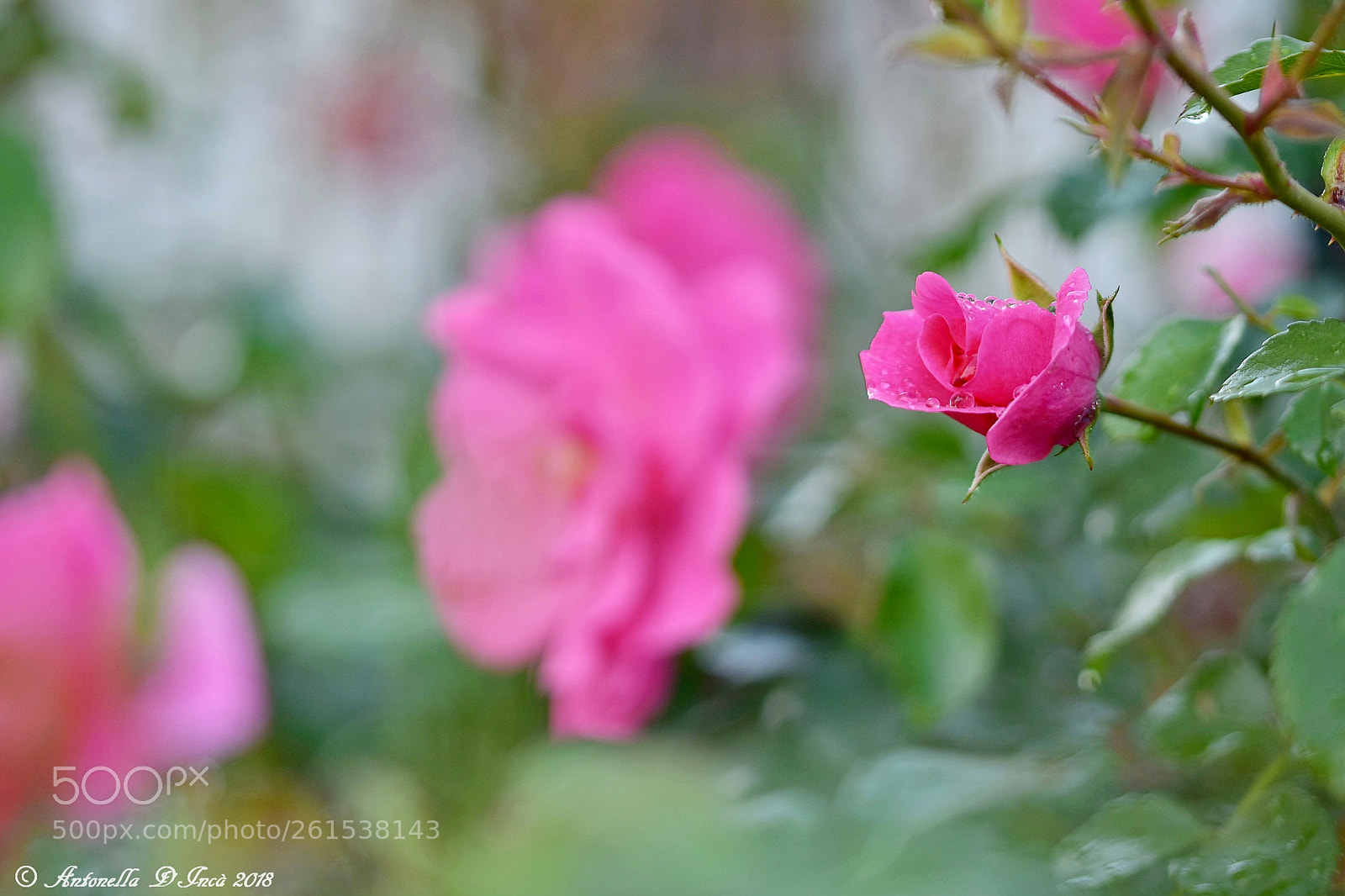 Nikon D7200 sample photo. Rose rosa photography
