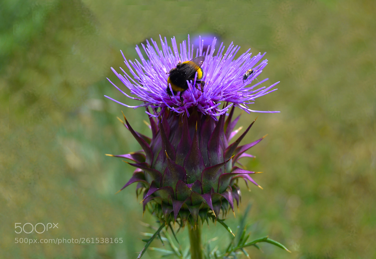 Nikon D3100 sample photo. Cardo mariano y abeja photography