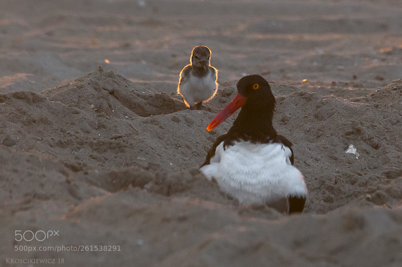 Nikon D300S sample photo. Oystercatchers photography