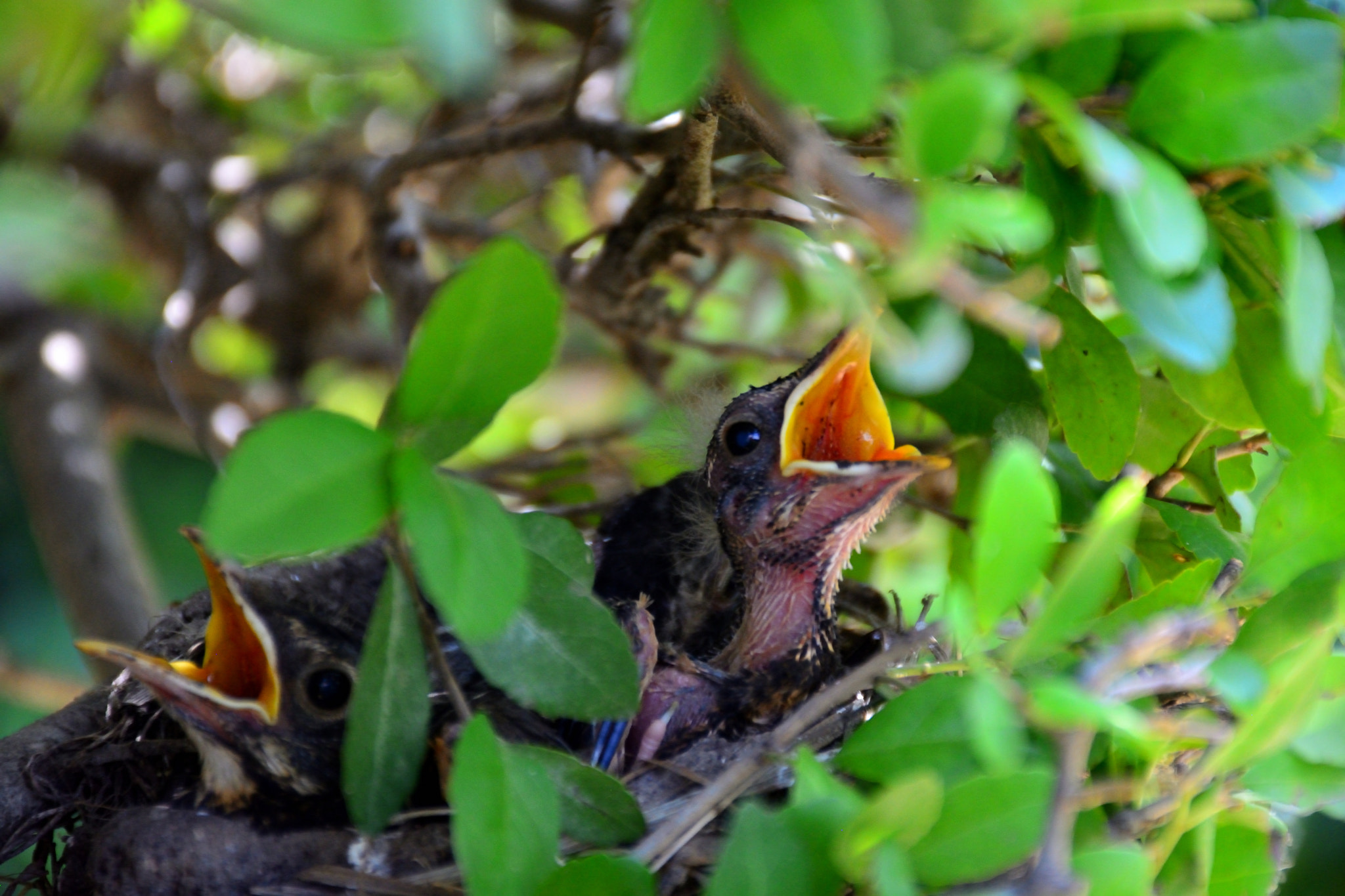 Nikon D5200 sample photo. Late spring babes photography