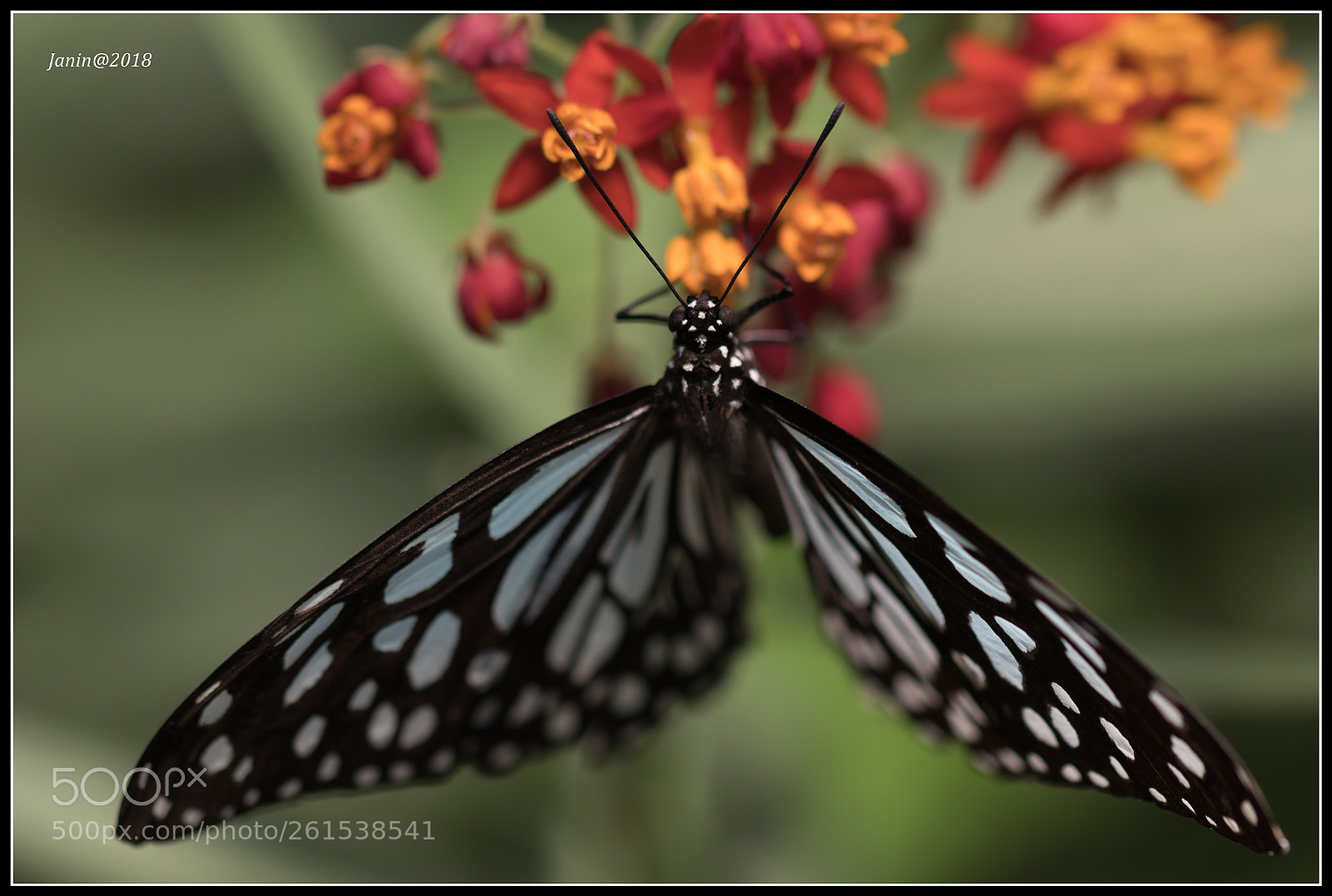Canon EOS 77D (EOS 9000D / EOS 770D) sample photo. Black and white butterfly photography