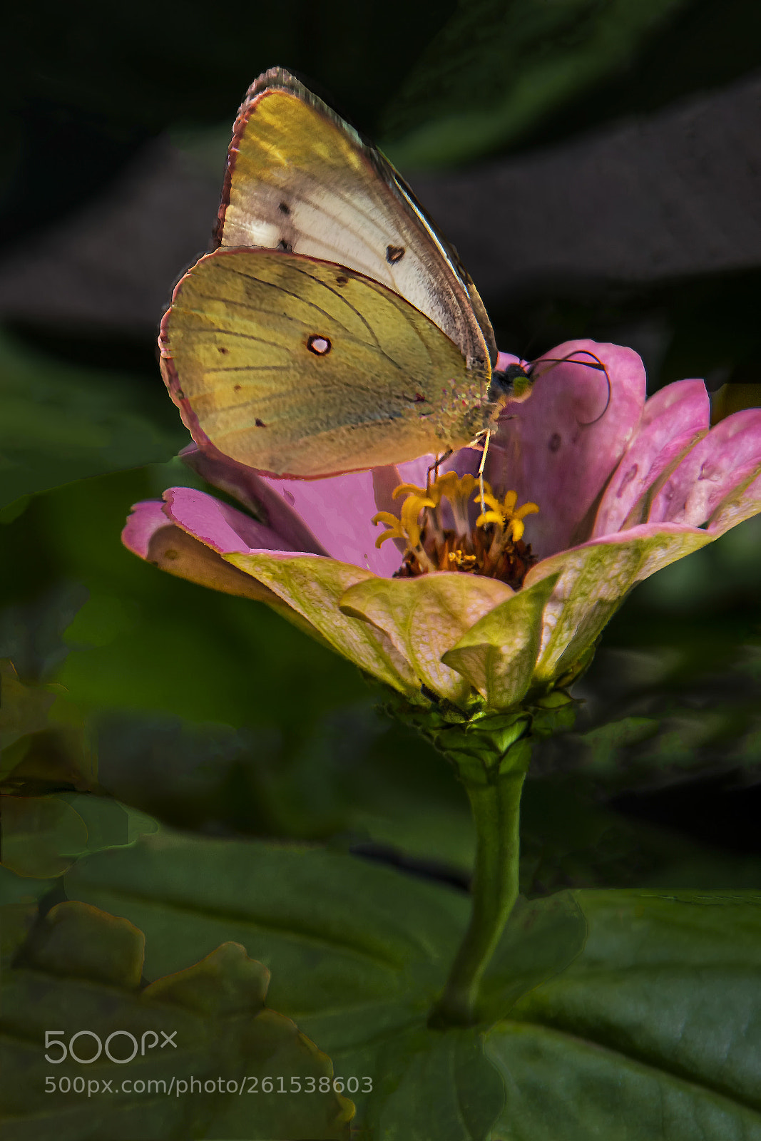 Canon EOS 5DS sample photo. Butterfly resting on a photography