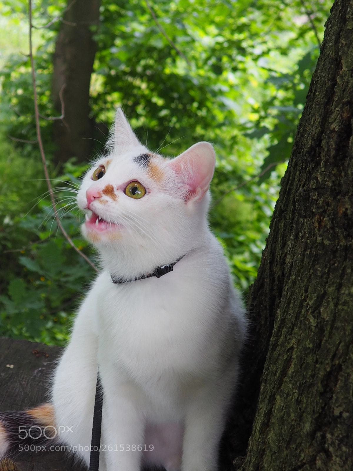 Olympus OM-D E-M10 II sample photo. My name is lady photography