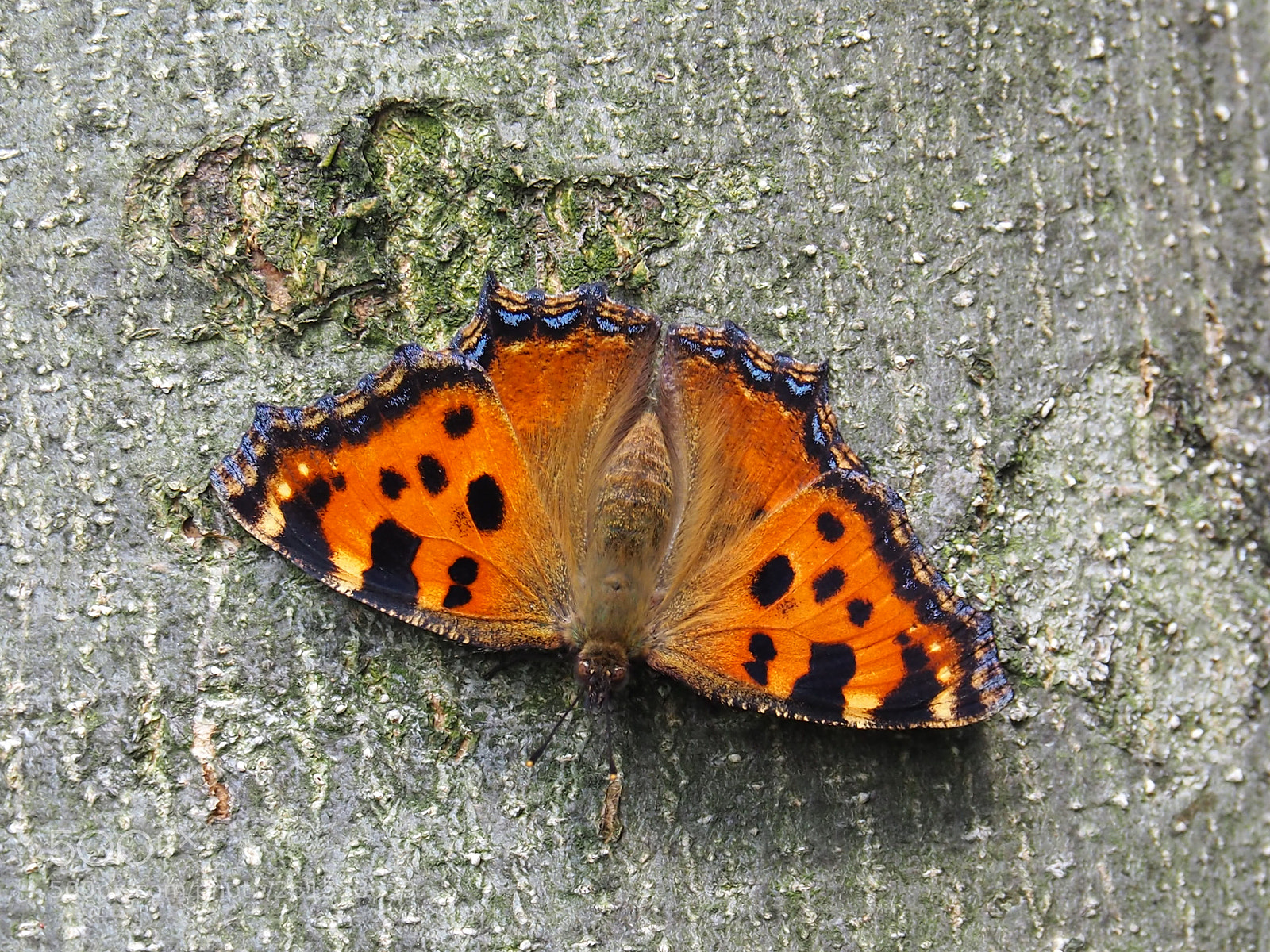 Olympus OM-D E-M10 II sample photo. Butterfly photography