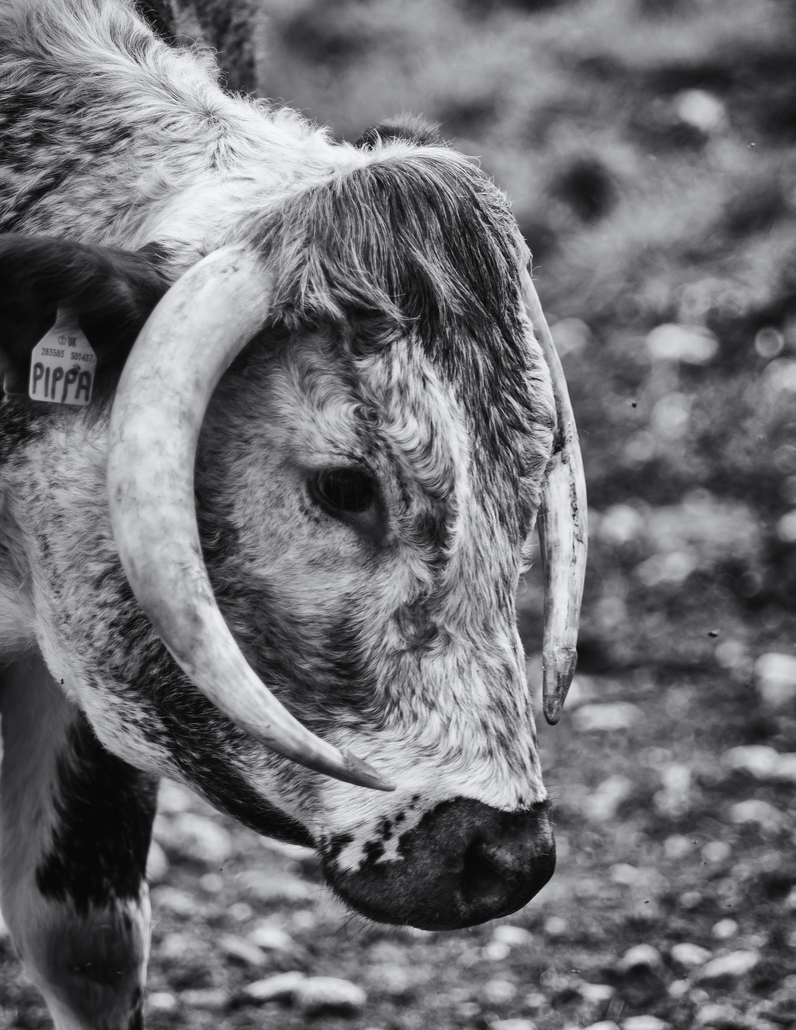 Pentax K-3 II sample photo. Pippa photography