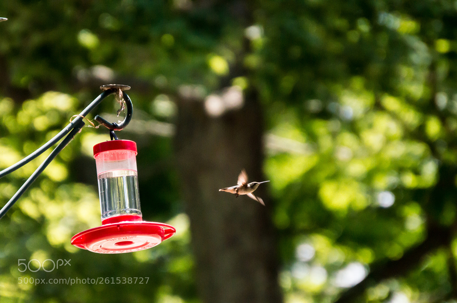 Nikon D3200 sample photo. Hummingbird photography