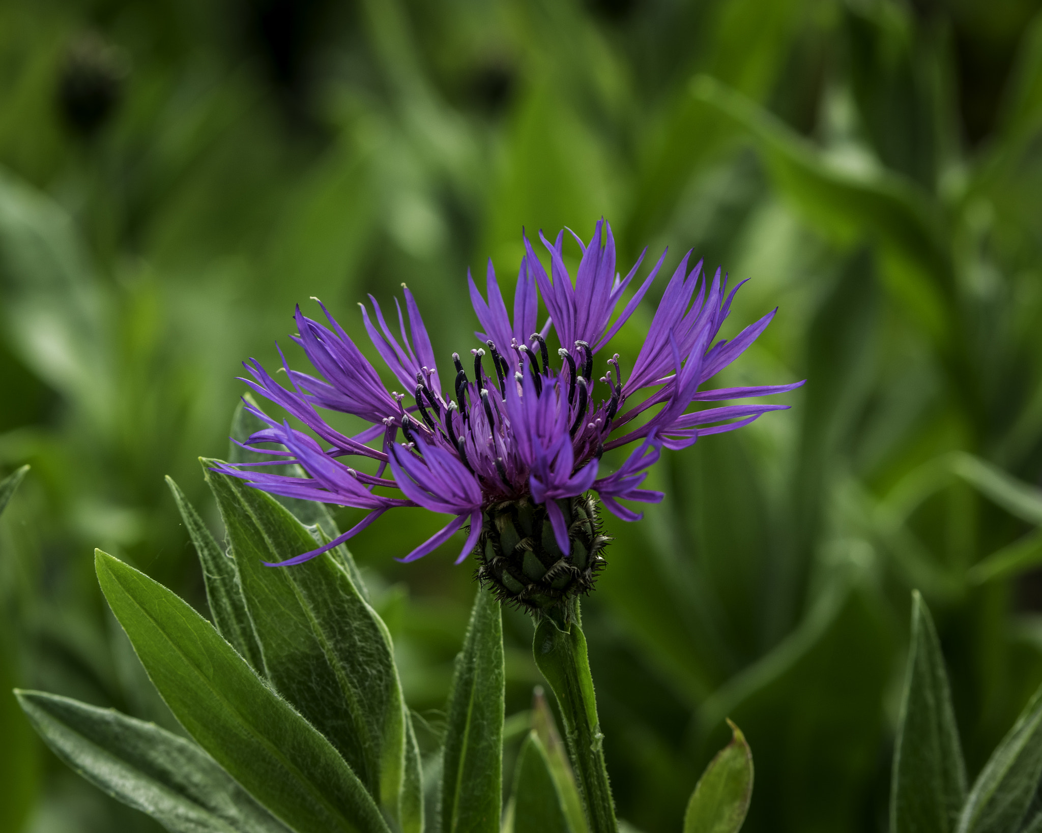 Pentax K-3 II sample photo. Flower in the grass photography