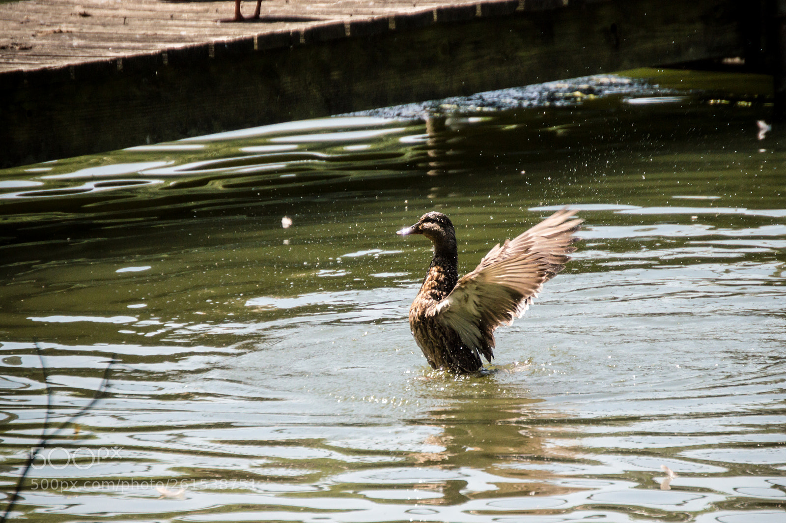 Nikon D3200 sample photo. Wood duck photography