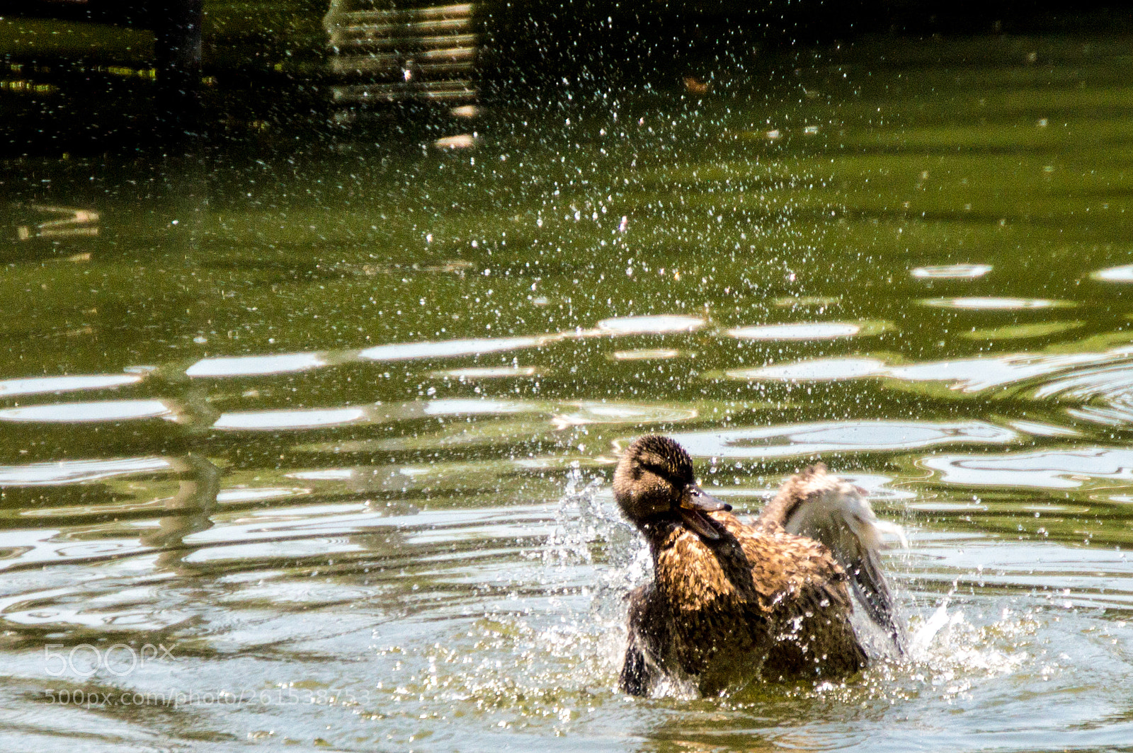 Nikon D3200 sample photo. Yet another wood duck photography
