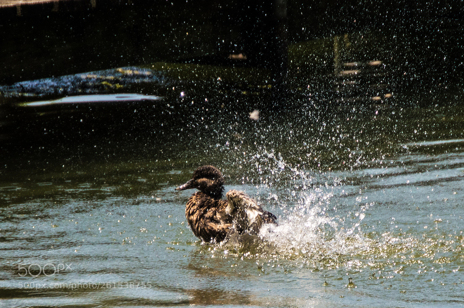 Nikon D3200 sample photo. One more wood duck photography