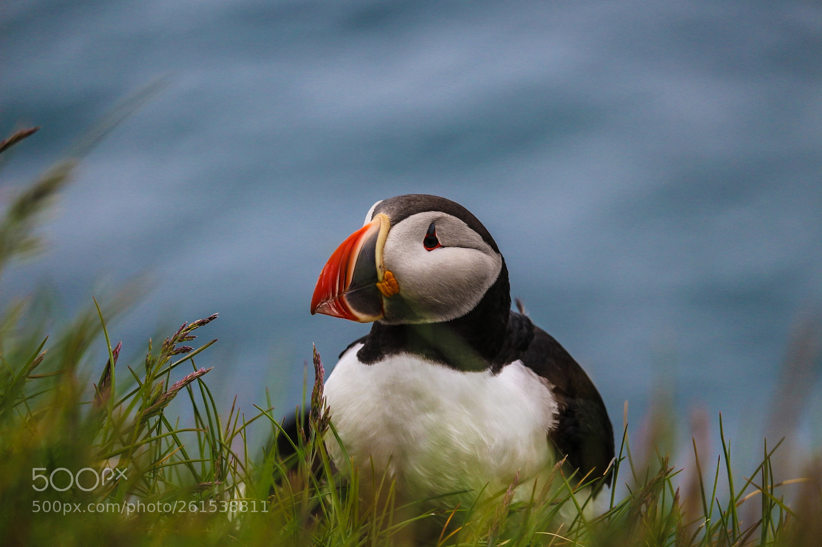 Canon EOS 100D (EOS Rebel SL1 / EOS Kiss X7) sample photo. Because puffins! photography