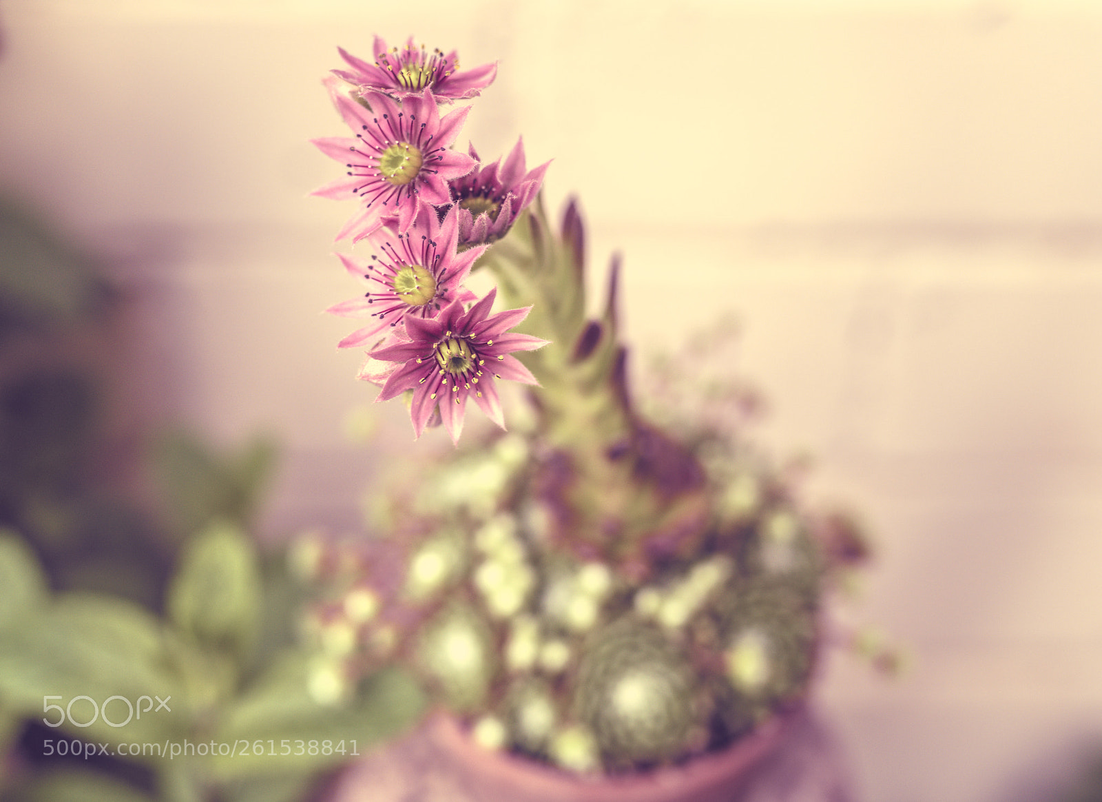 Nikon D850 sample photo. Beauty nature photography
