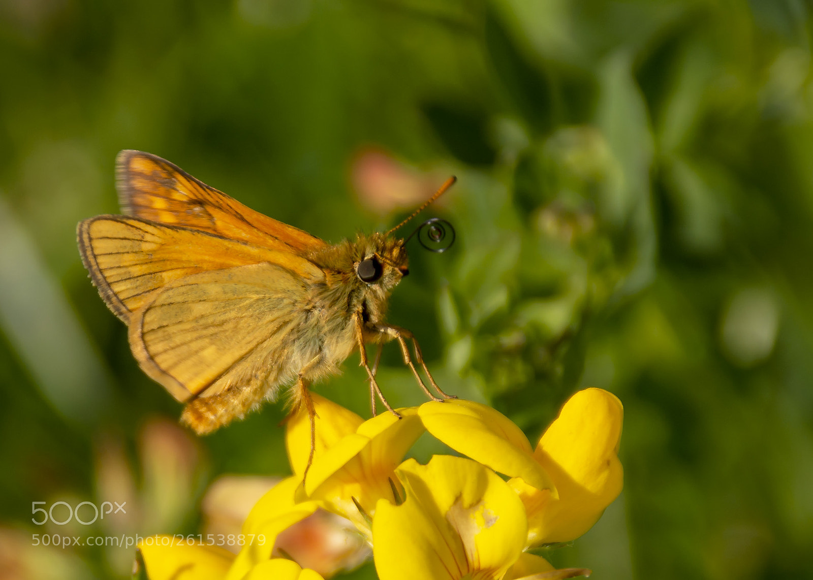 Nikon D7100 sample photo. Large skipper photography