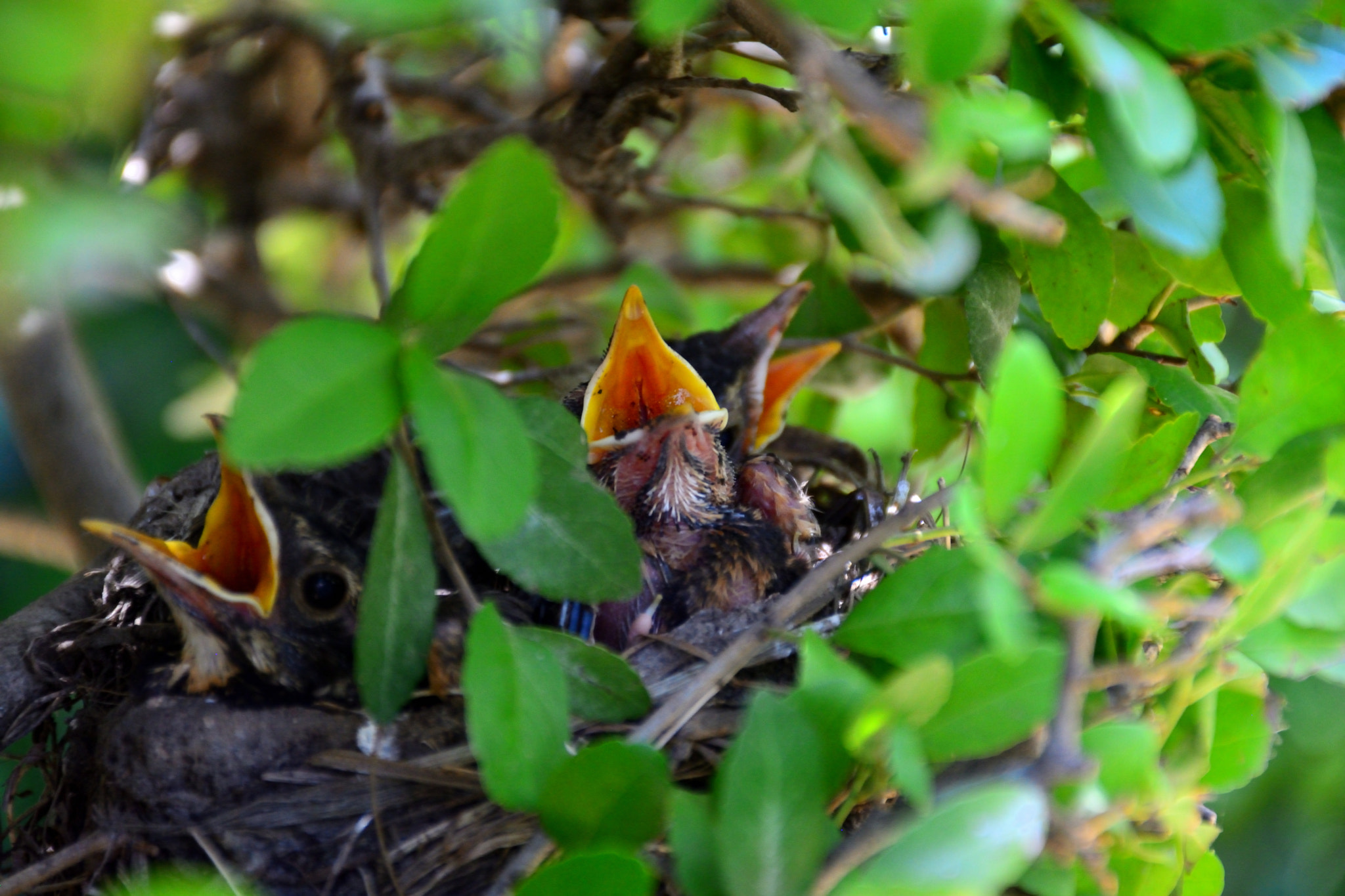 Nikon D5200 sample photo. Late spring babes too photography