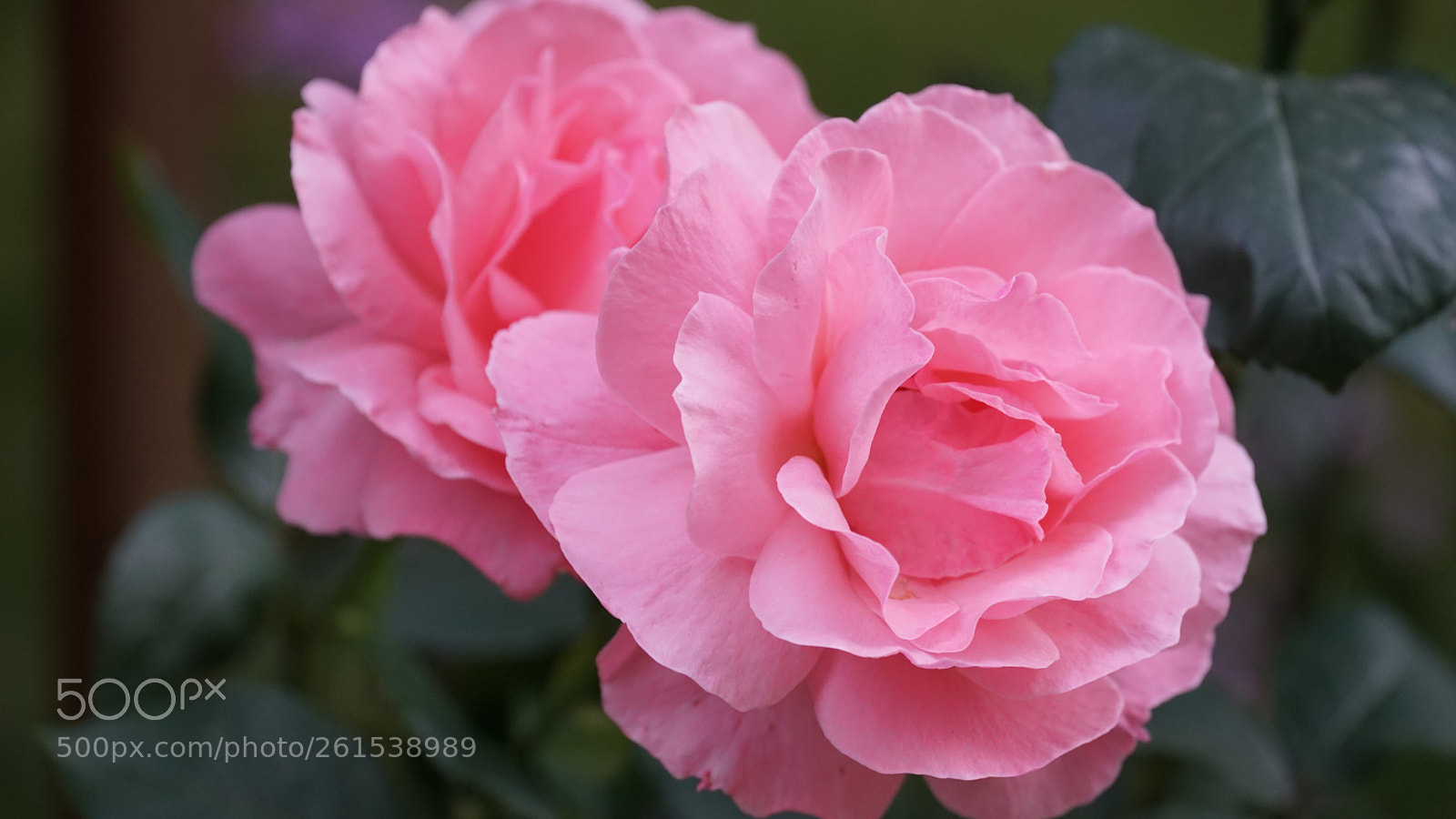 Sony a6300 sample photo. Roses 4 photography