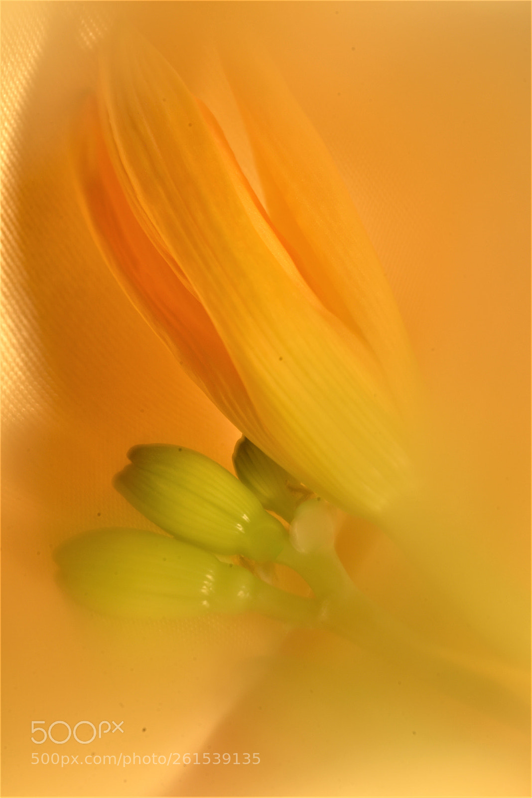 Nikon D610 sample photo. Pretty pastel photography