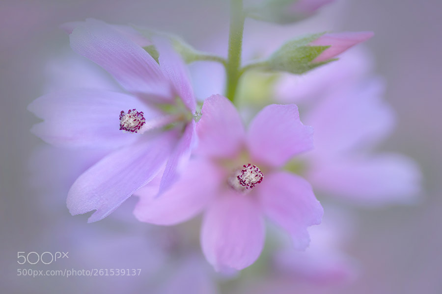 Sony a7R II sample photo. Close up of checker photography