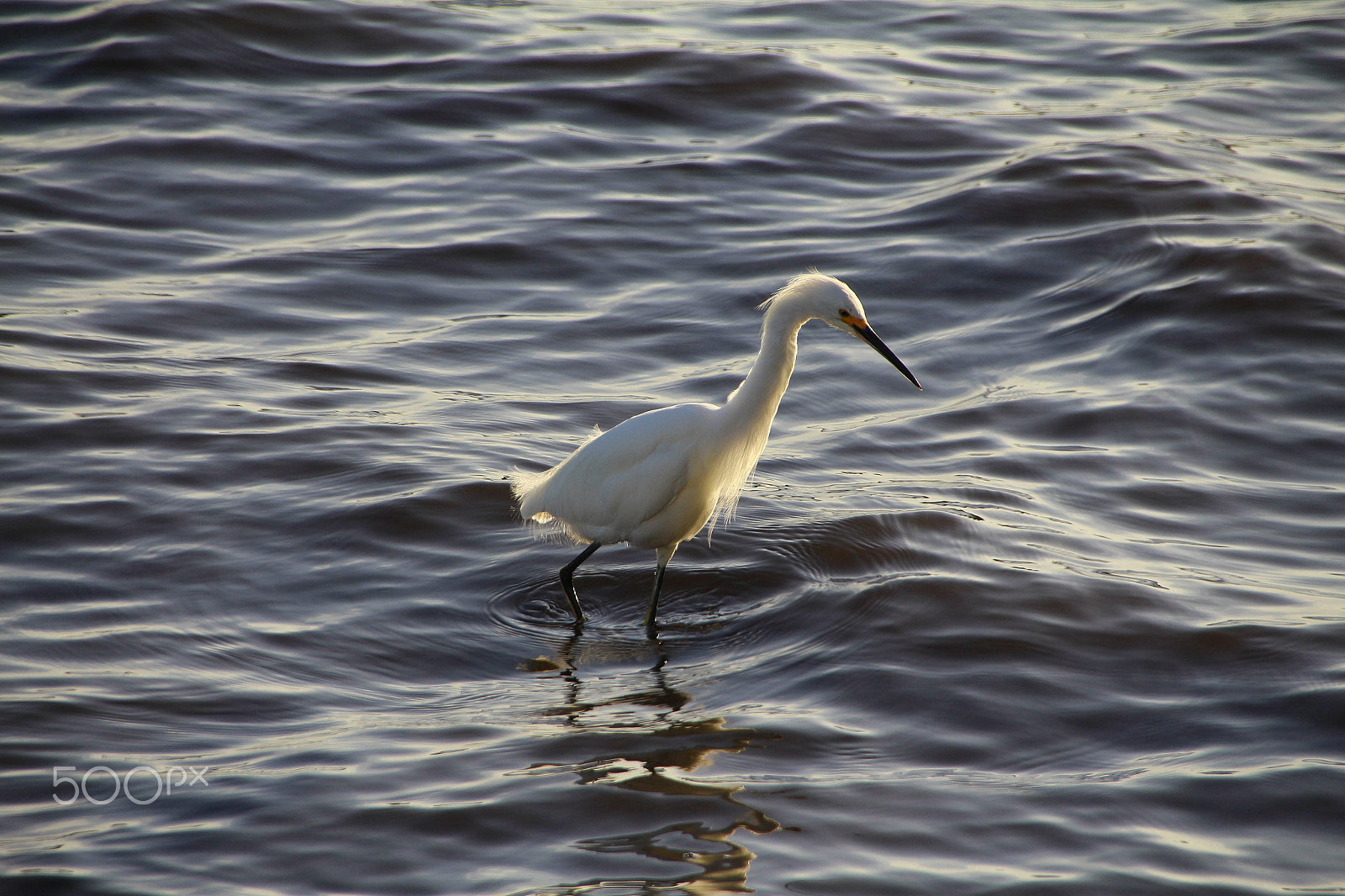 Canon EOS 650D (EOS Rebel T4i / EOS Kiss X6i) sample photo. Bird feeding photography