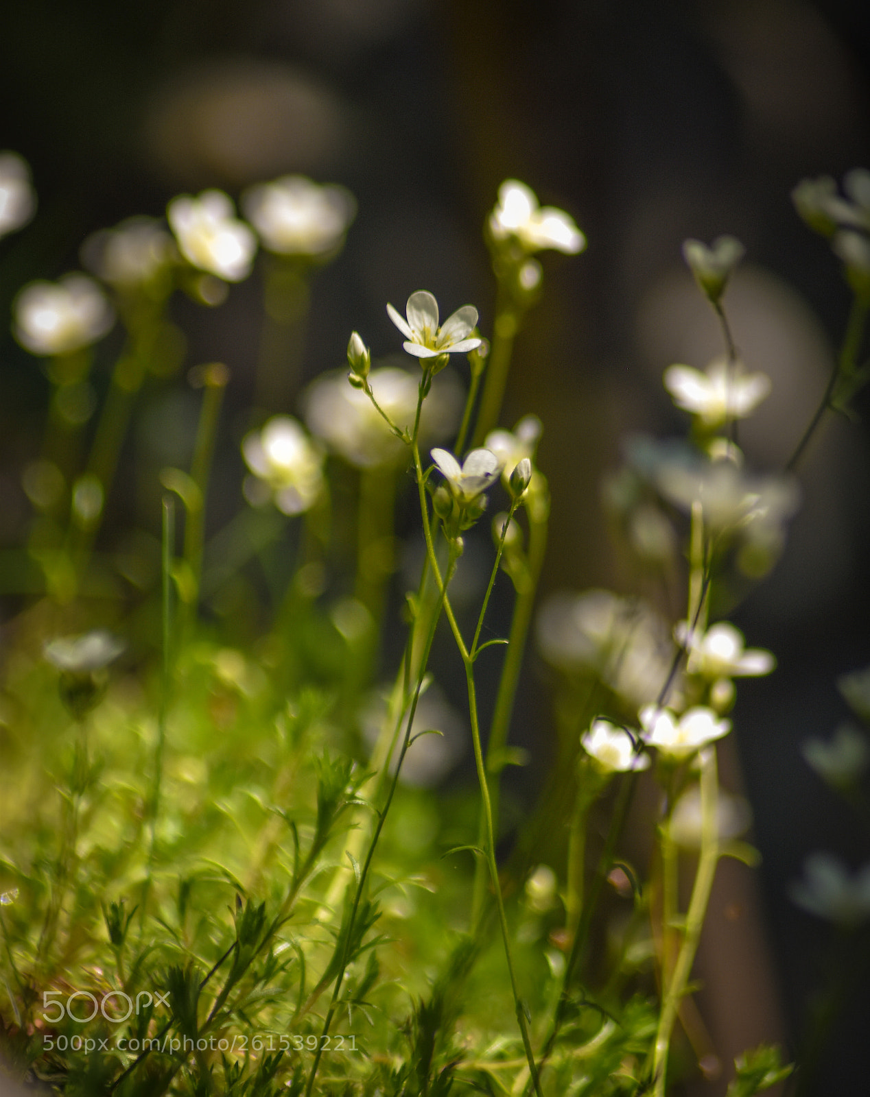 Nikon D5500 sample photo. Little flowers photography