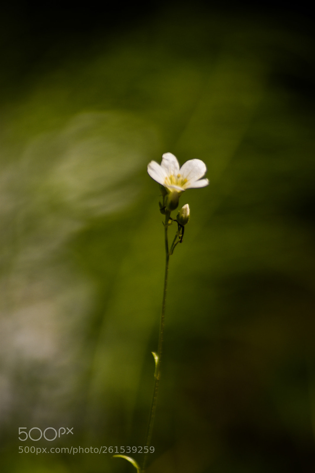 Nikon D5500 sample photo. Alone photography