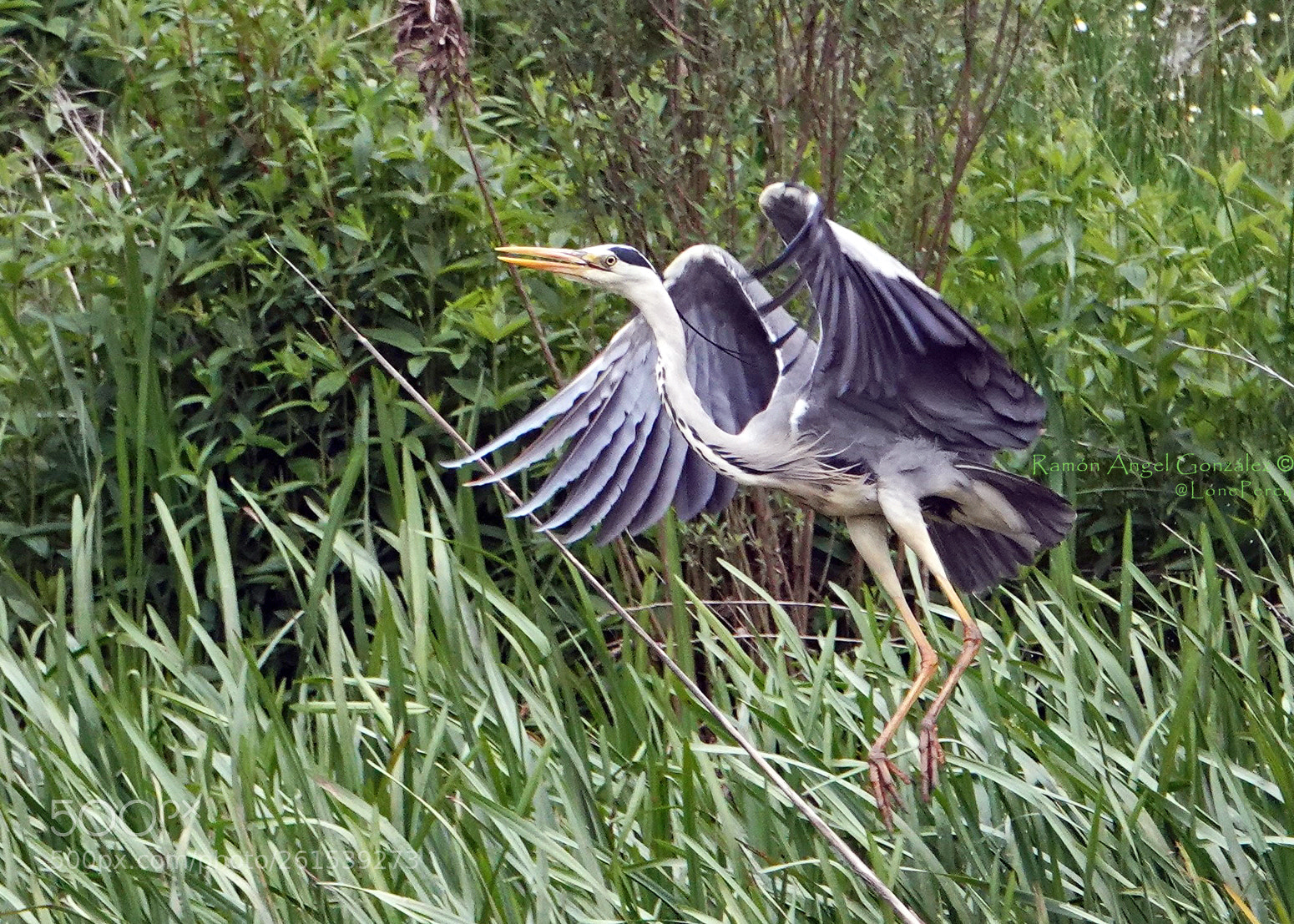 Sony Cyber-shot DSC-RX10 IV sample photo. Gray heron lifting the photography