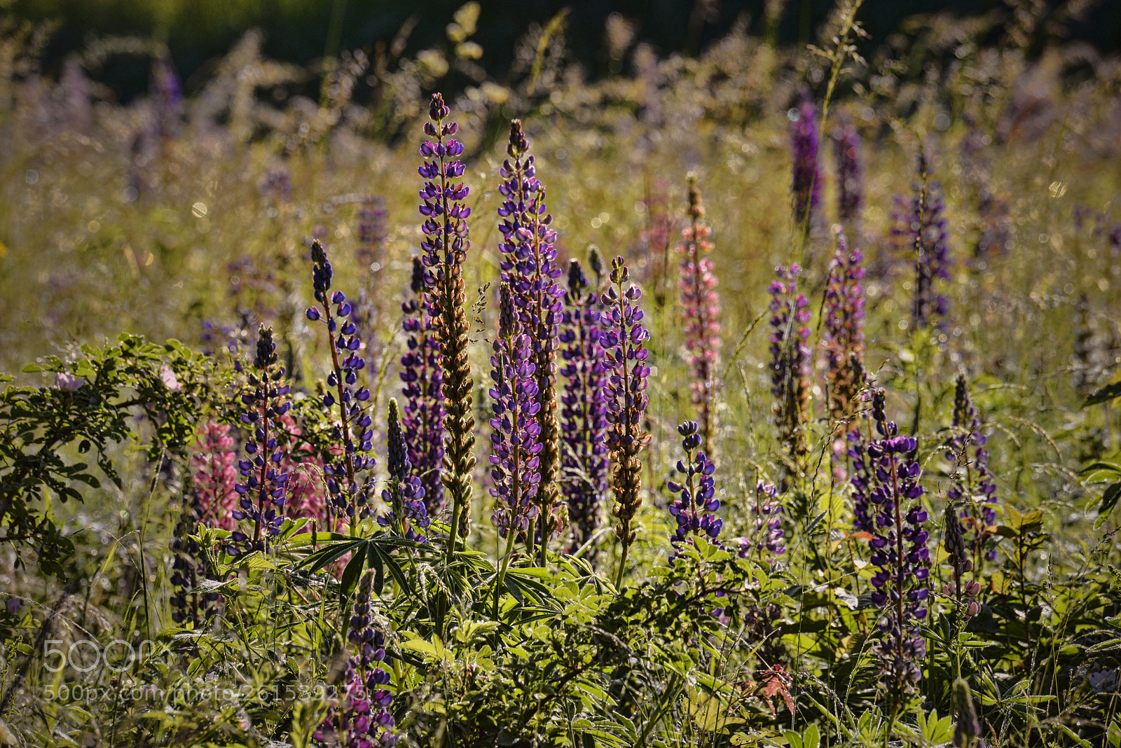 Nikon D800 sample photo. Blooming meadow in tiavnick photography