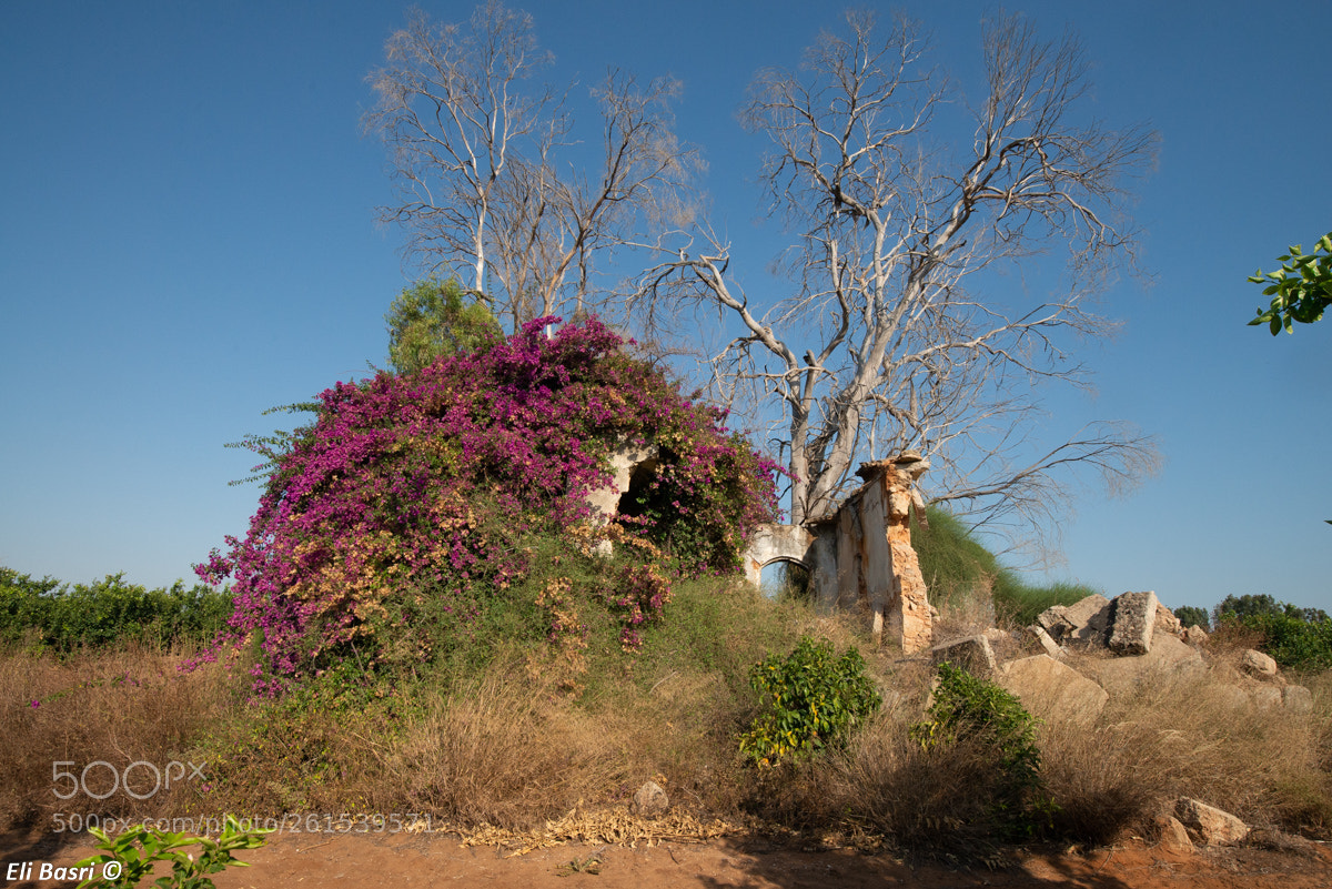 Nikon D800 sample photo. -- photography