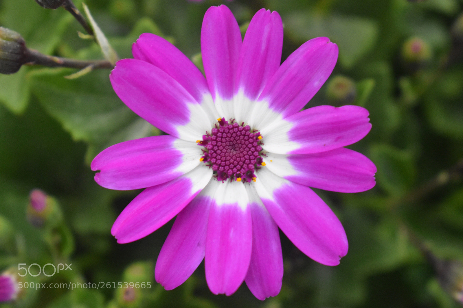 Nikon D3400 sample photo. Magenta star photography