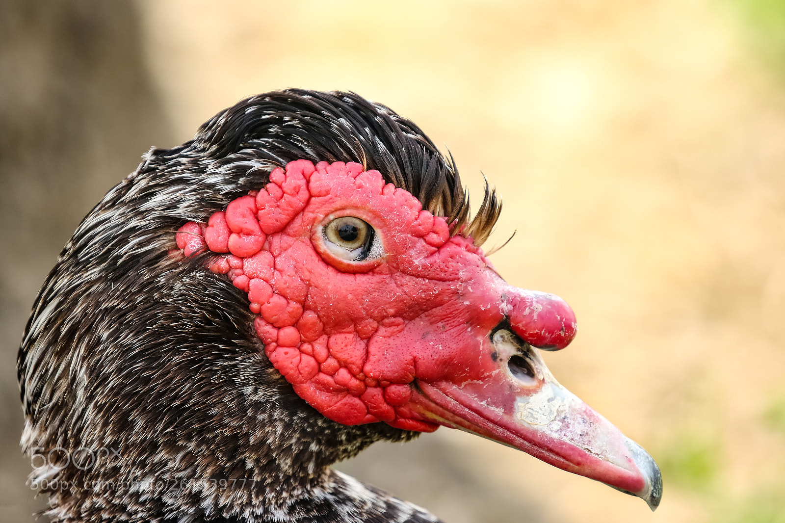 Canon EOS 7D Mark II sample photo. Muscovy duck. photography