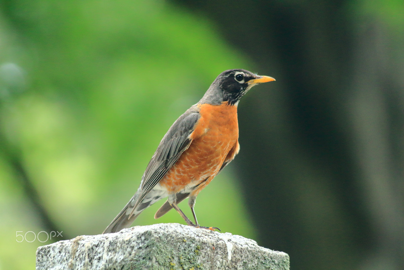 Canon EOS 650D (EOS Rebel T4i / EOS Kiss X6i) sample photo. American robin photography