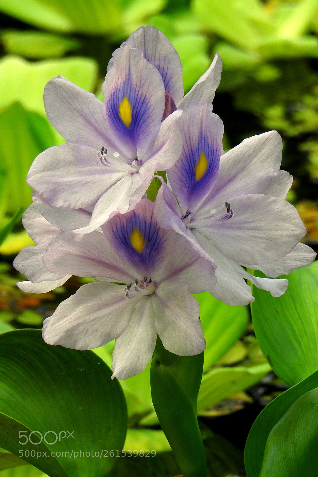 Nikon Coolpix P900 sample photo. Hiacynt wodny - eichhornia photography