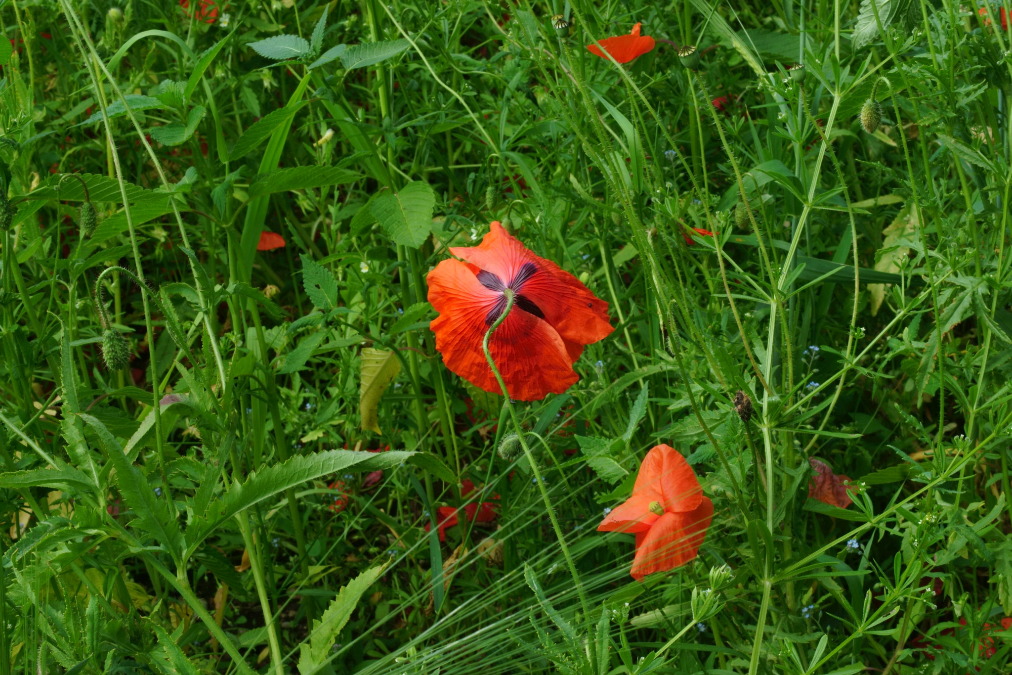 Sony a6000 + Sony DT 50mm F1.8 SAM sample photo. Söder-klatschmohn ? photography