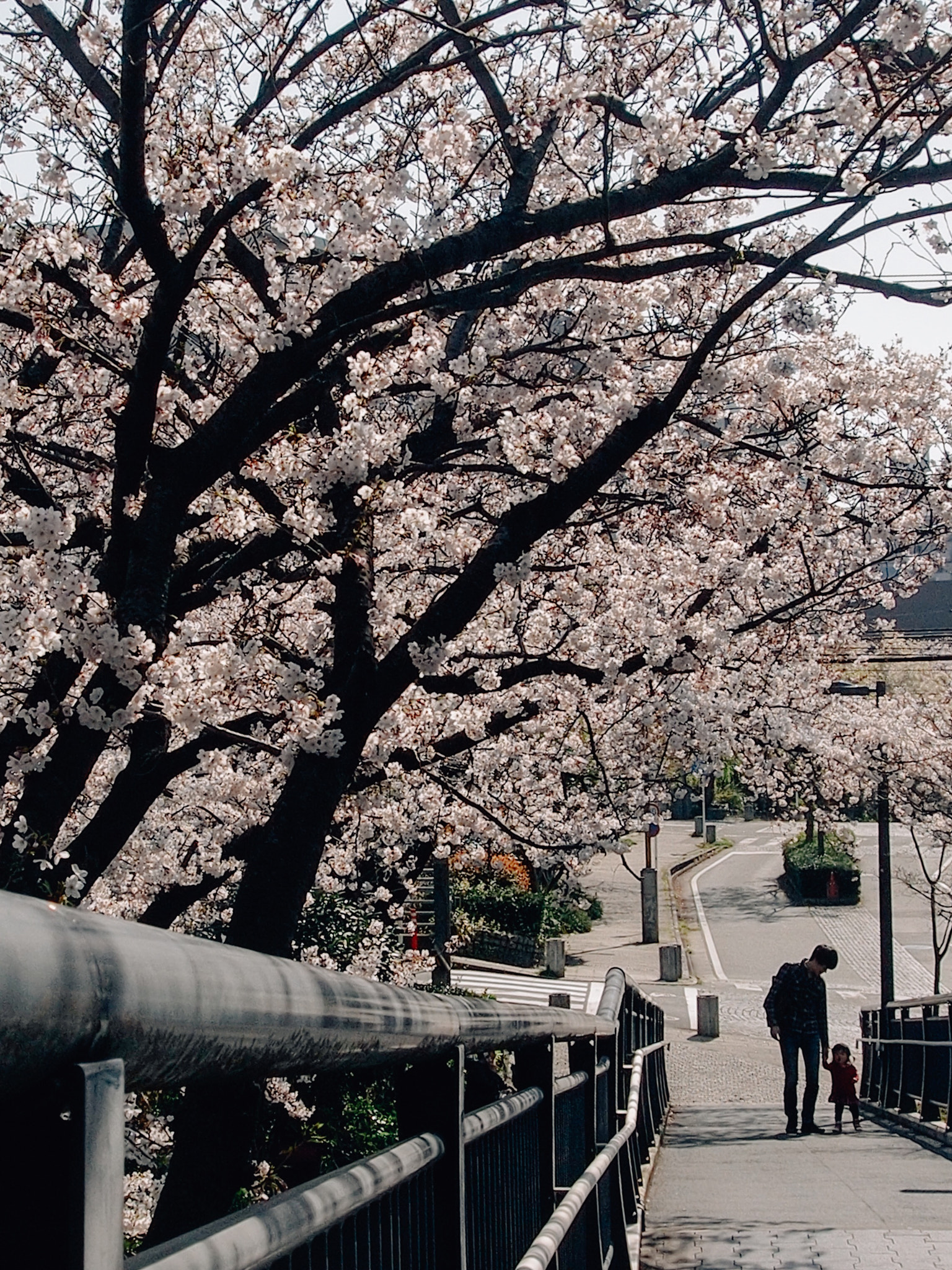 Olympus OM-D E-M5 sample photo. Under the sakura tree. photography