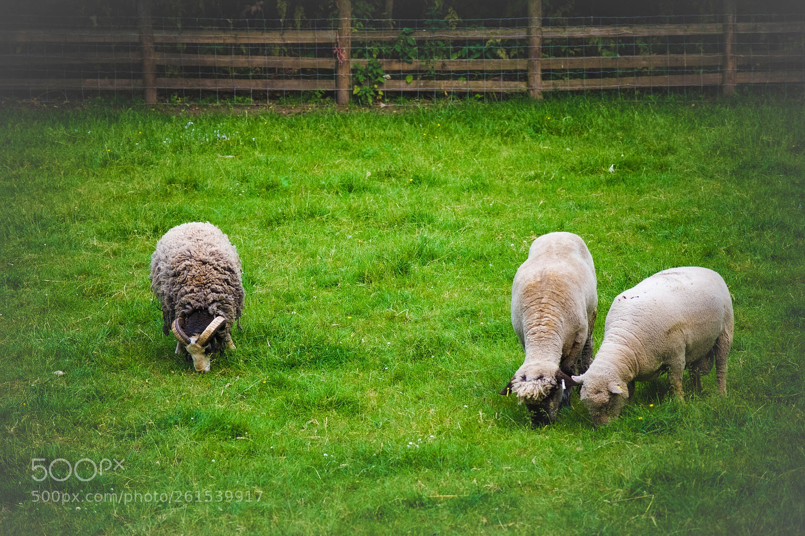 Nikon D7200 sample photo. Farm life photography