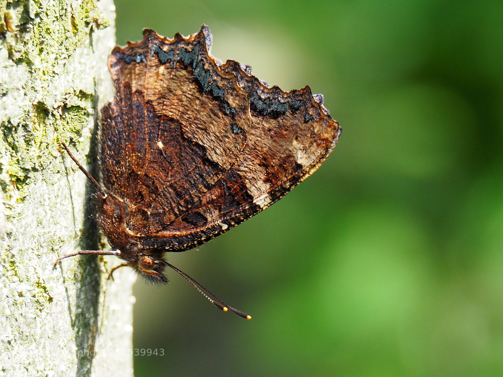 Olympus OM-D E-M10 II sample photo. Butterfly photography